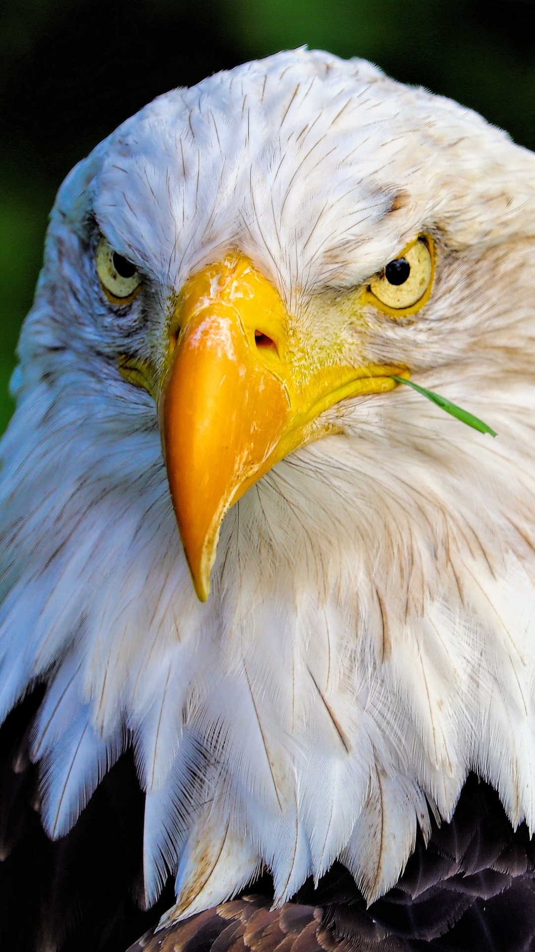 Download mobile wallpaper Birds, Bird, Beak, Animal, Eagle, Face, Bald Eagle, Bird Of Prey for free.