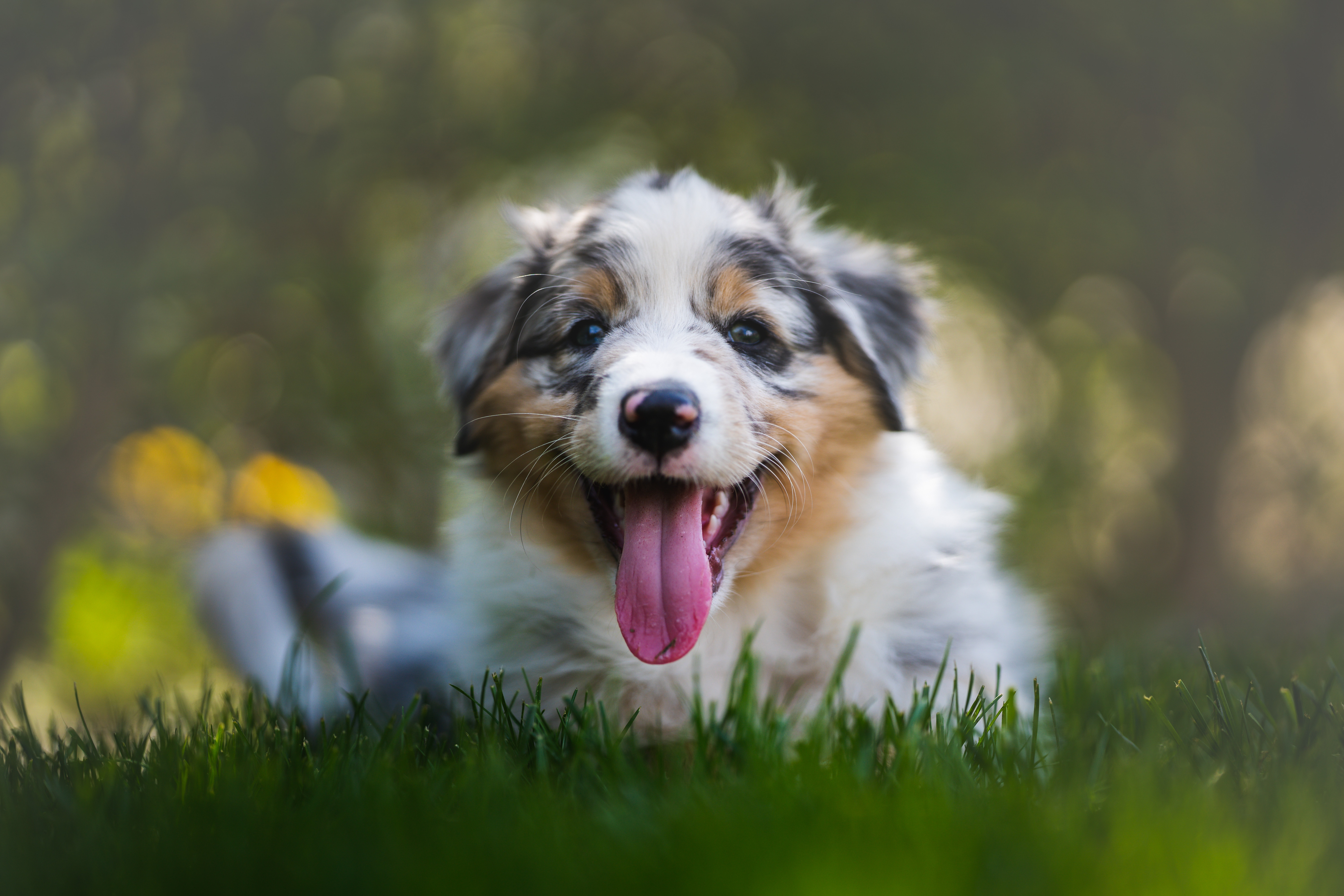 Free download wallpaper Dogs, Dog, Animal, Puppy, Border Collie, Baby Animal on your PC desktop