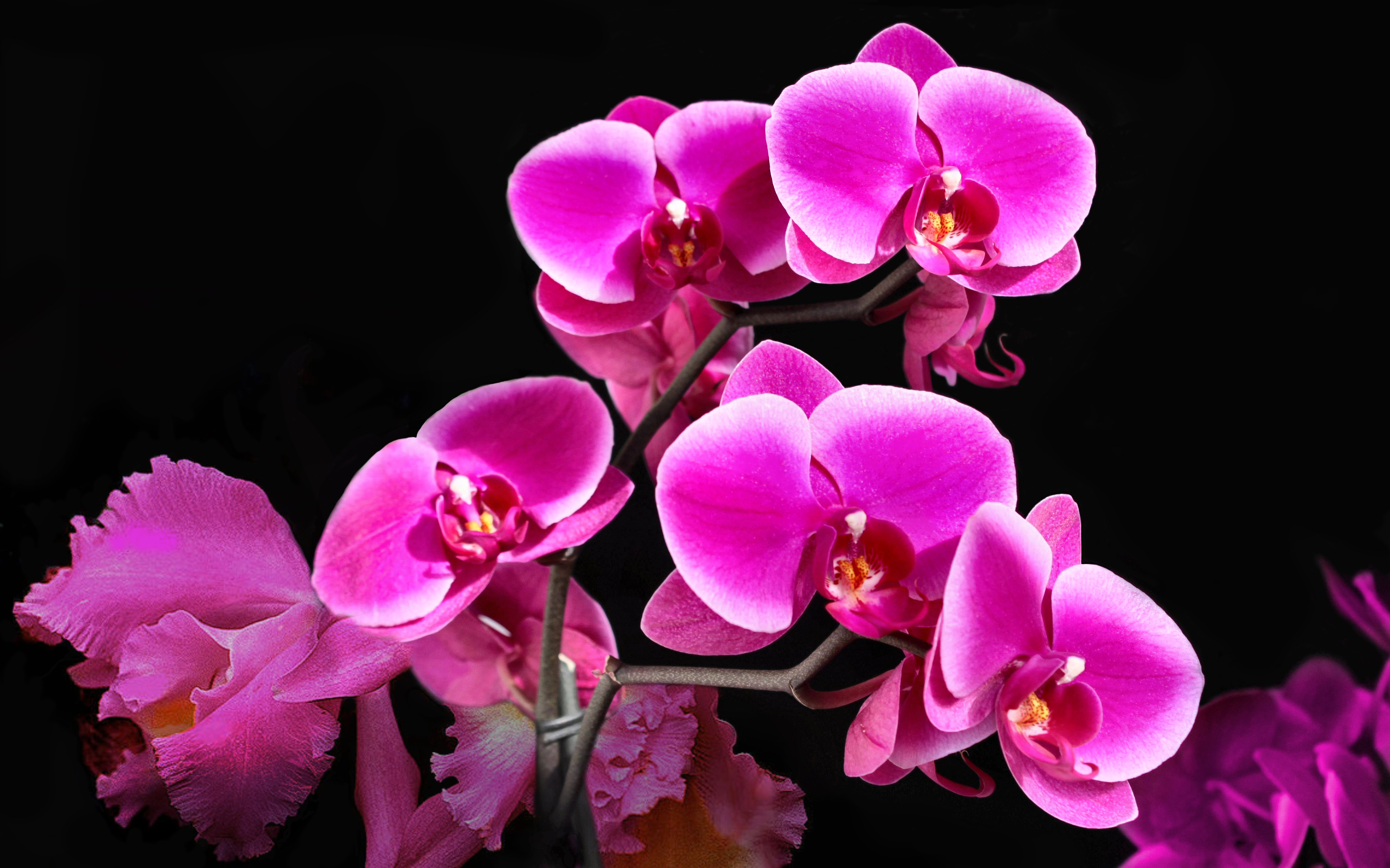 330888 завантажити шпалери рожева квітка, орхідея, флауерзи, квітка, земля - заставки і картинки безкоштовно