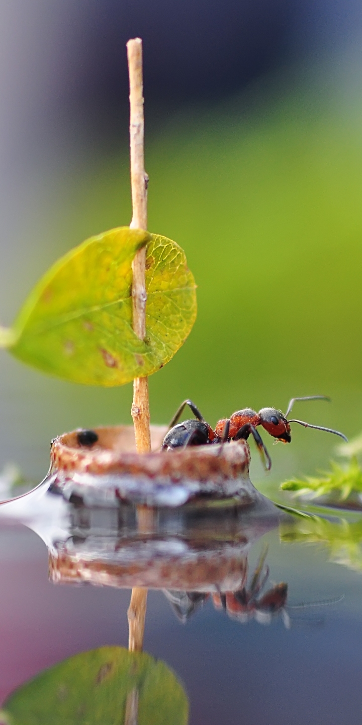 Download mobile wallpaper Water, Reflection, Macro, Insect, Animal, Boat, Ant for free.