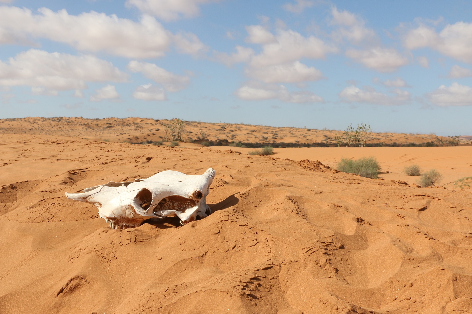 Laden Sie das Tiere, Sand, Steppe, Sahara, Afrika, Schädel, Unfruchtbar-Bild kostenlos auf Ihren PC-Desktop herunter