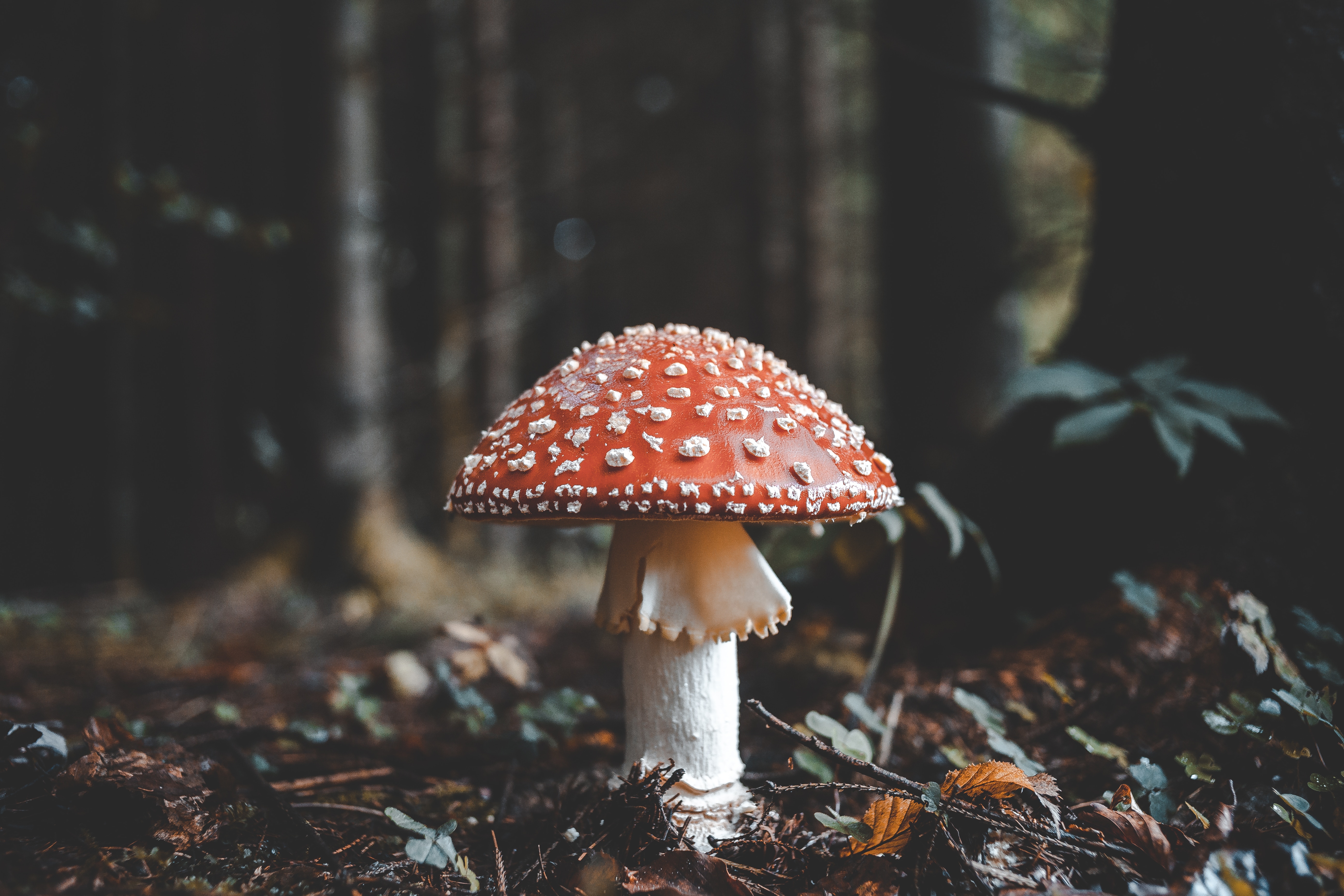 mushroom, autumn, nature, foliage, fly agaric, toadstool 2160p