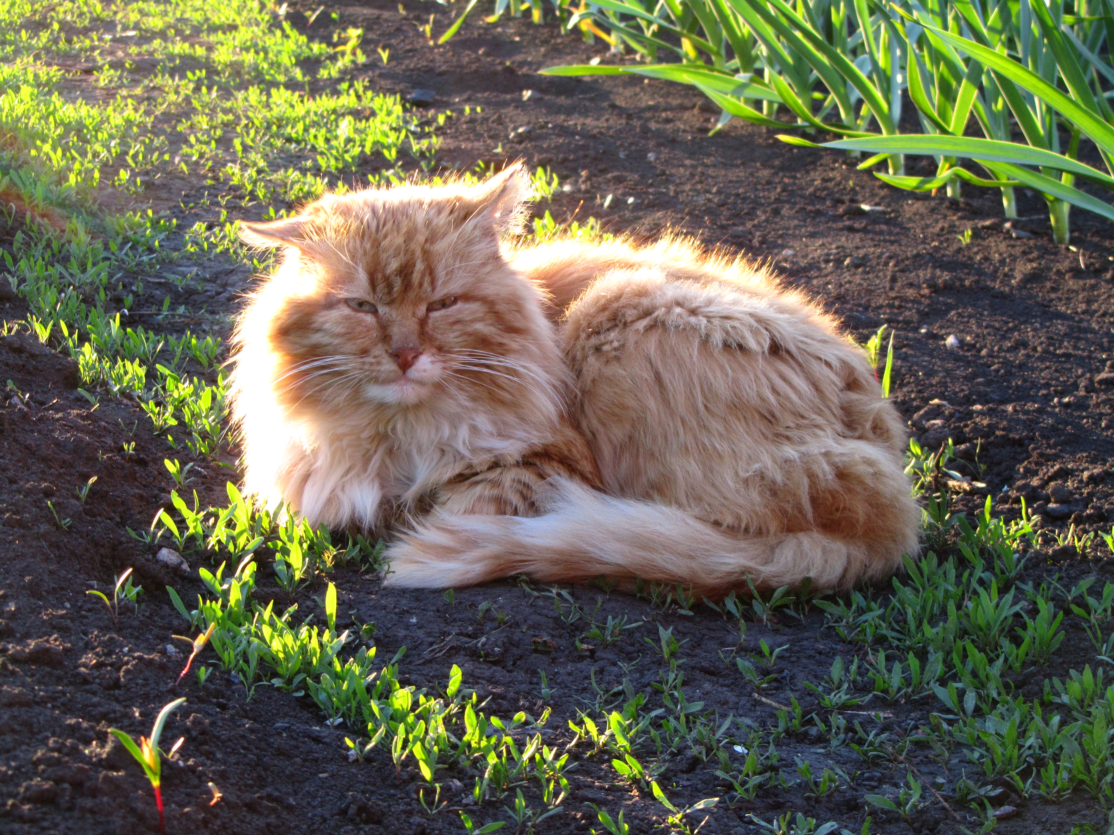 Baixe gratuitamente a imagem Animais, Gato na área de trabalho do seu PC