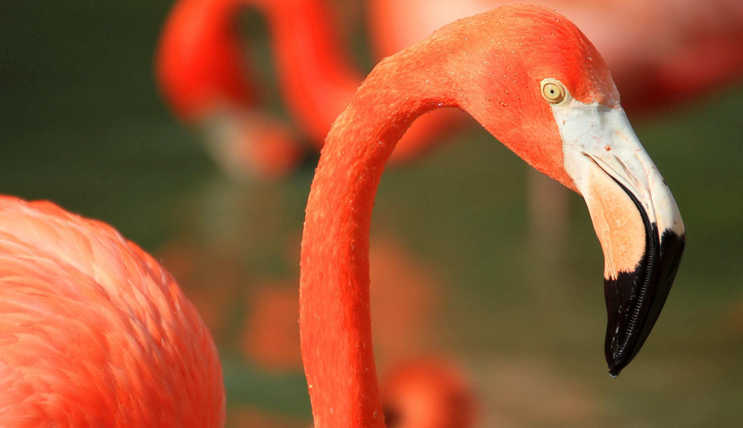 169445 Bild herunterladen tiere, flamingo, vögel - Hintergrundbilder und Bildschirmschoner kostenlos