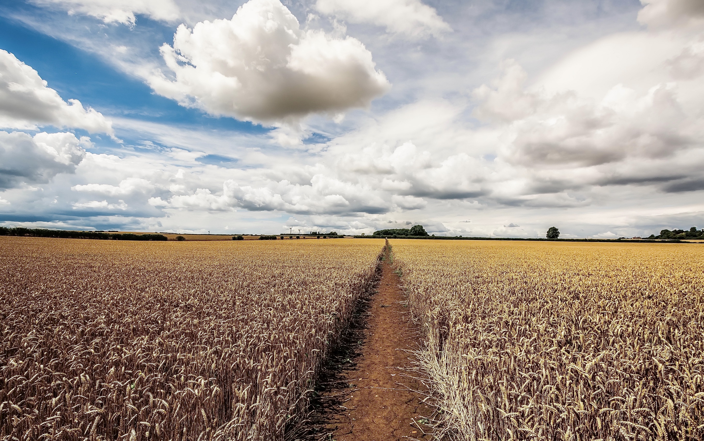 Handy-Wallpaper Natur, Sommer, Weizen, Feld, Pfad, Wolke, Erde/natur kostenlos herunterladen.