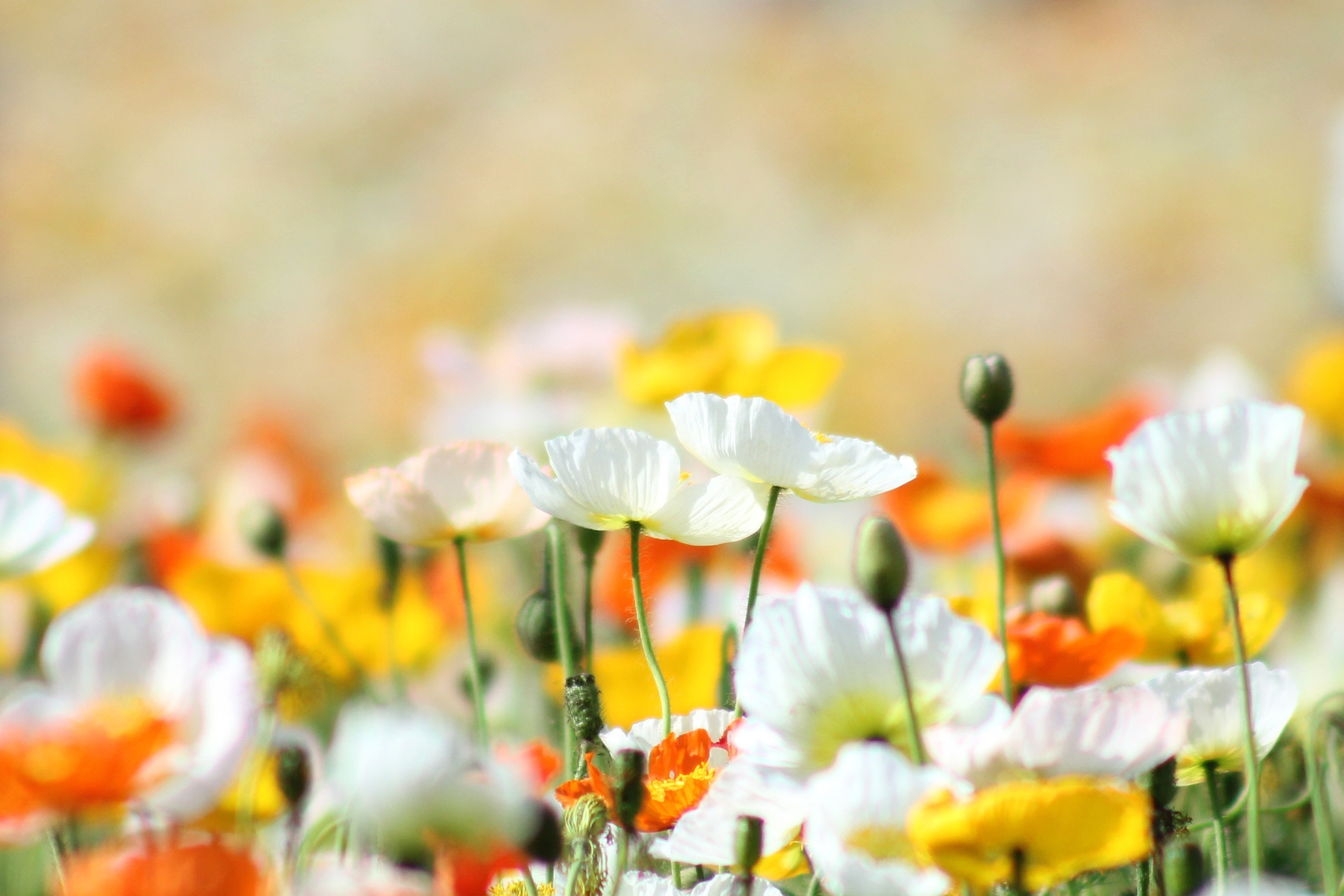 Laden Sie das Mohn, Blumen, Blume, Erde/natur-Bild kostenlos auf Ihren PC-Desktop herunter