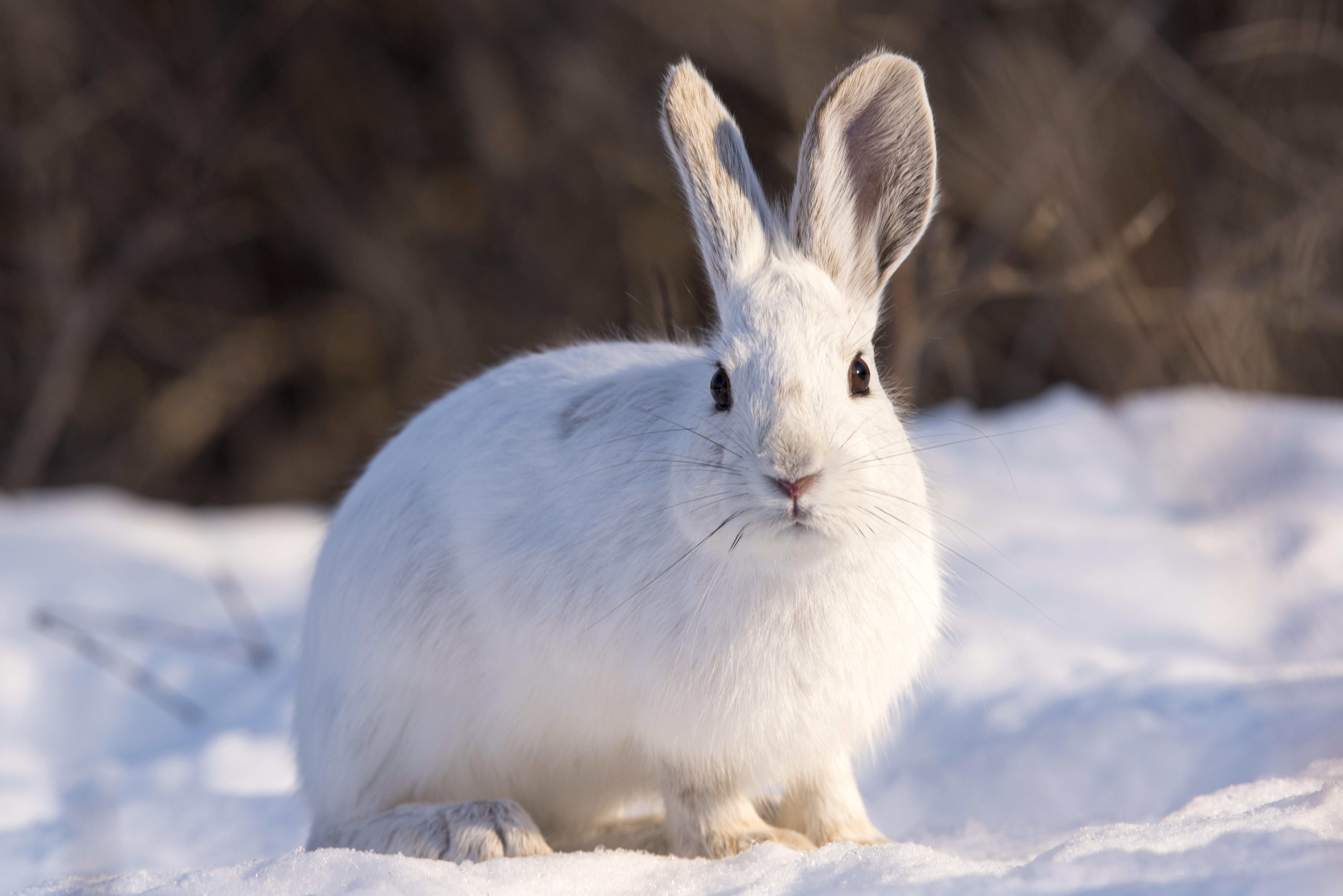 Handy-Wallpaper Schnee, Tiere, Winter, Tier, Kaninchen kostenlos herunterladen.