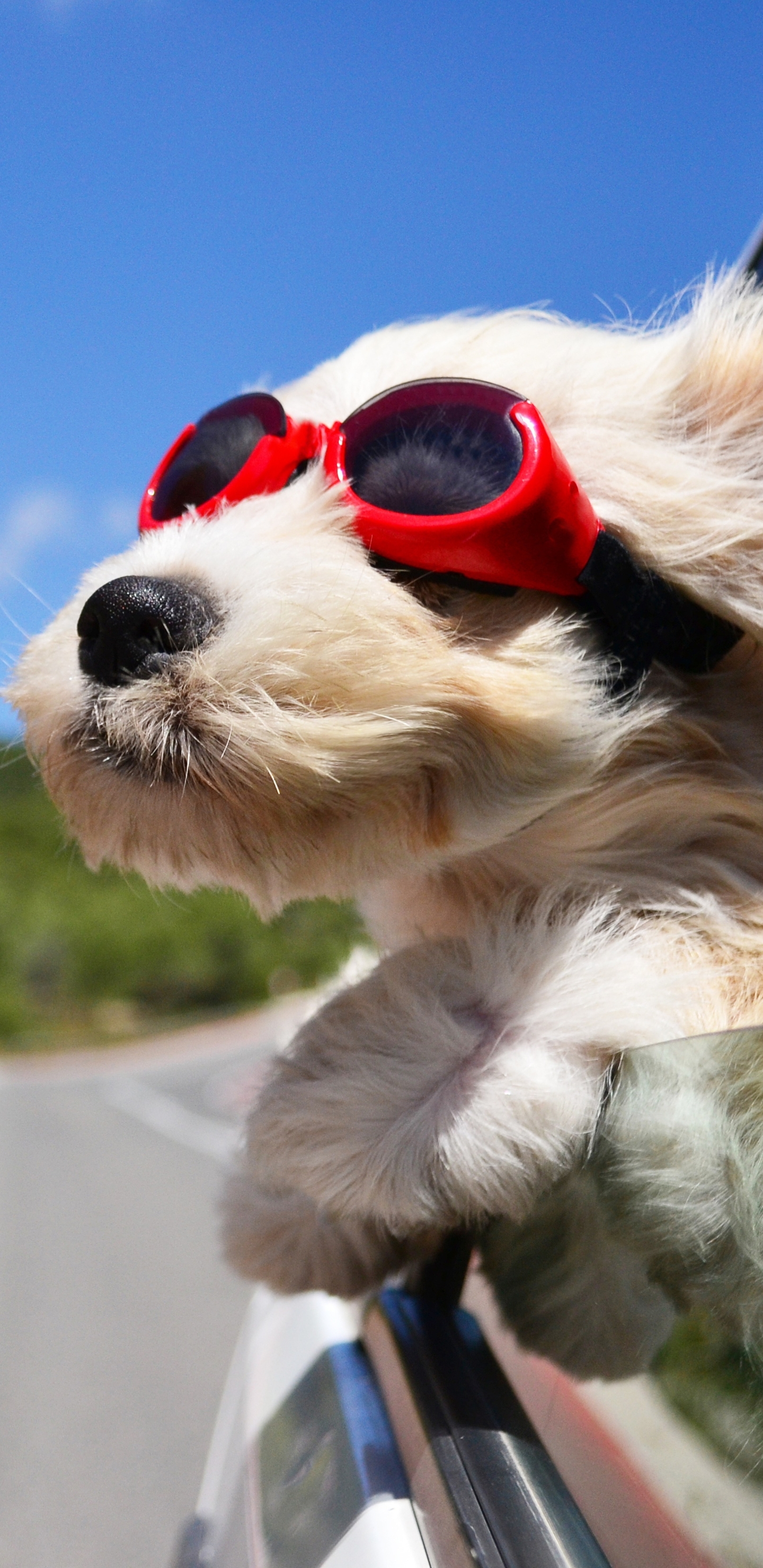 Download mobile wallpaper Dogs, Dog, Animal, Goggles for free.