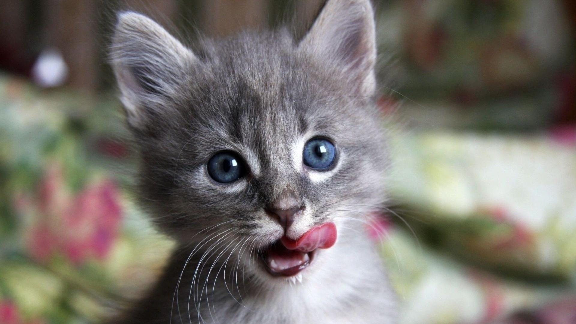 Baixe gratuitamente a imagem Animais, Gatos, Gato na área de trabalho do seu PC