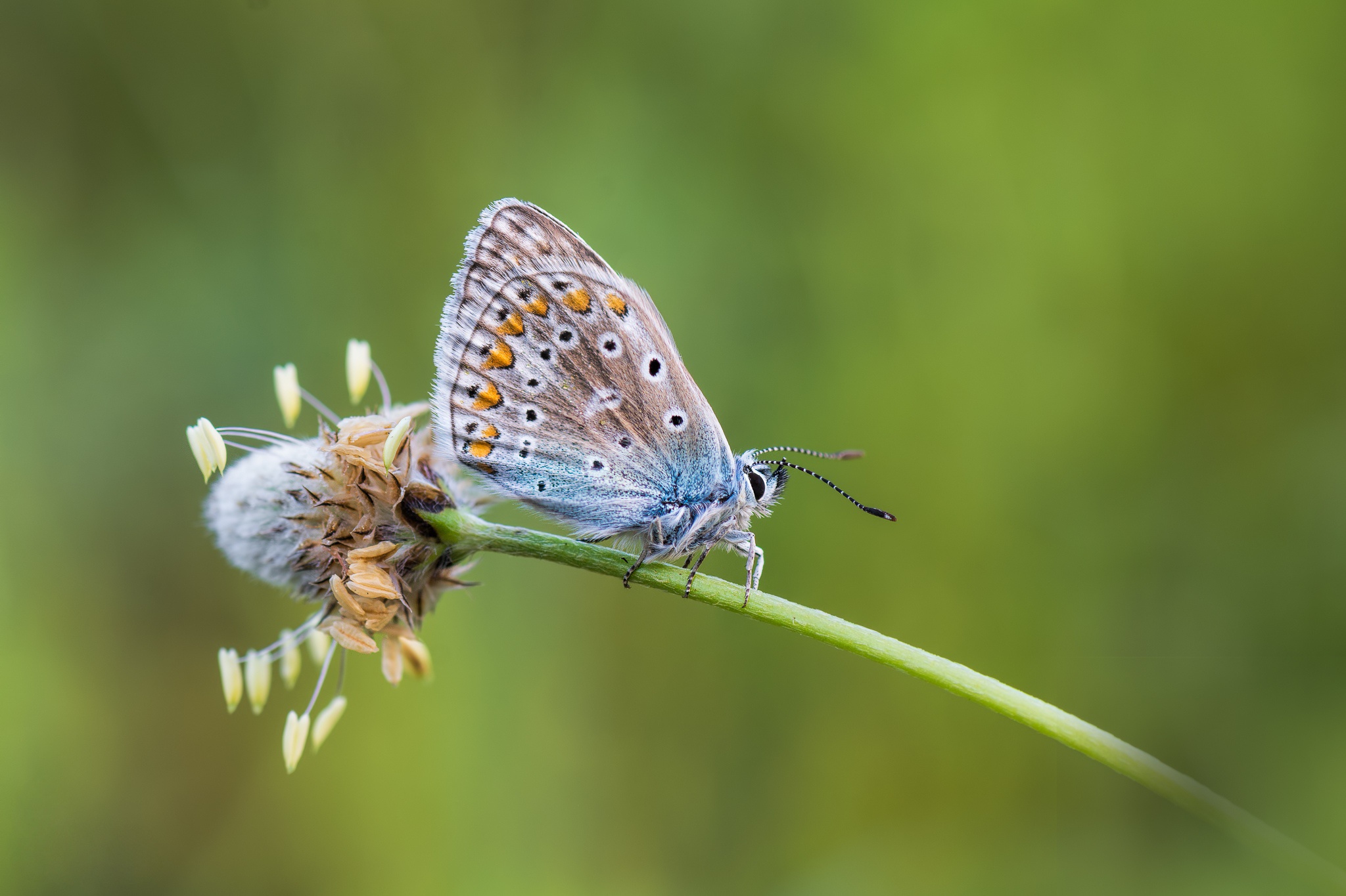 Free download wallpaper Macro, Insect, Butterfly, Animal on your PC desktop