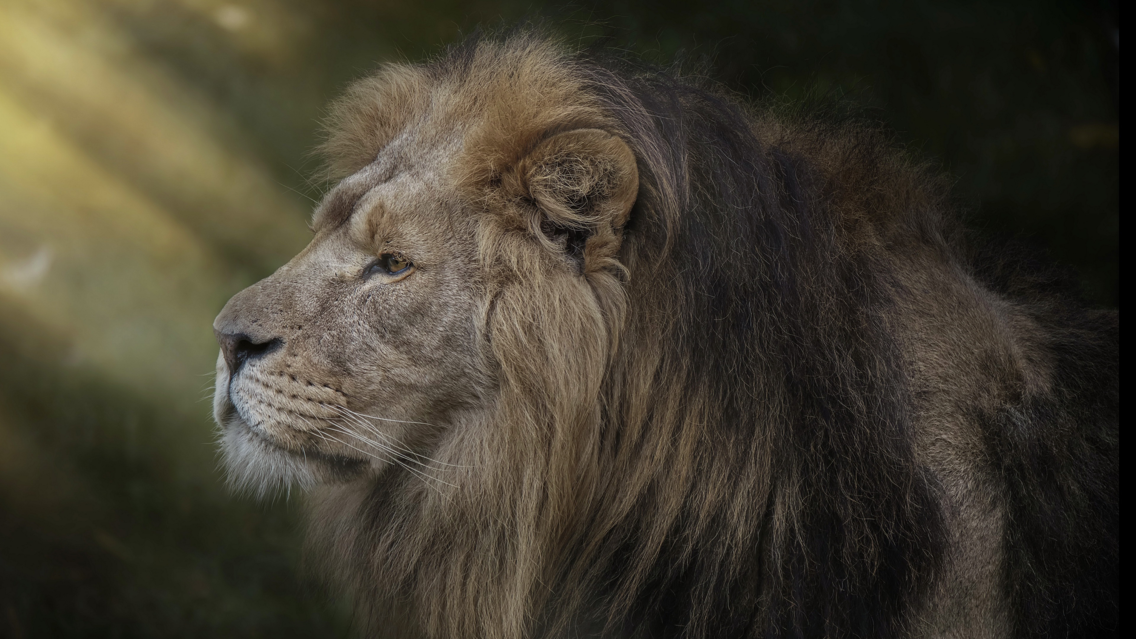 Téléchargez gratuitement l'image Animaux, Chats, Lion sur le bureau de votre PC