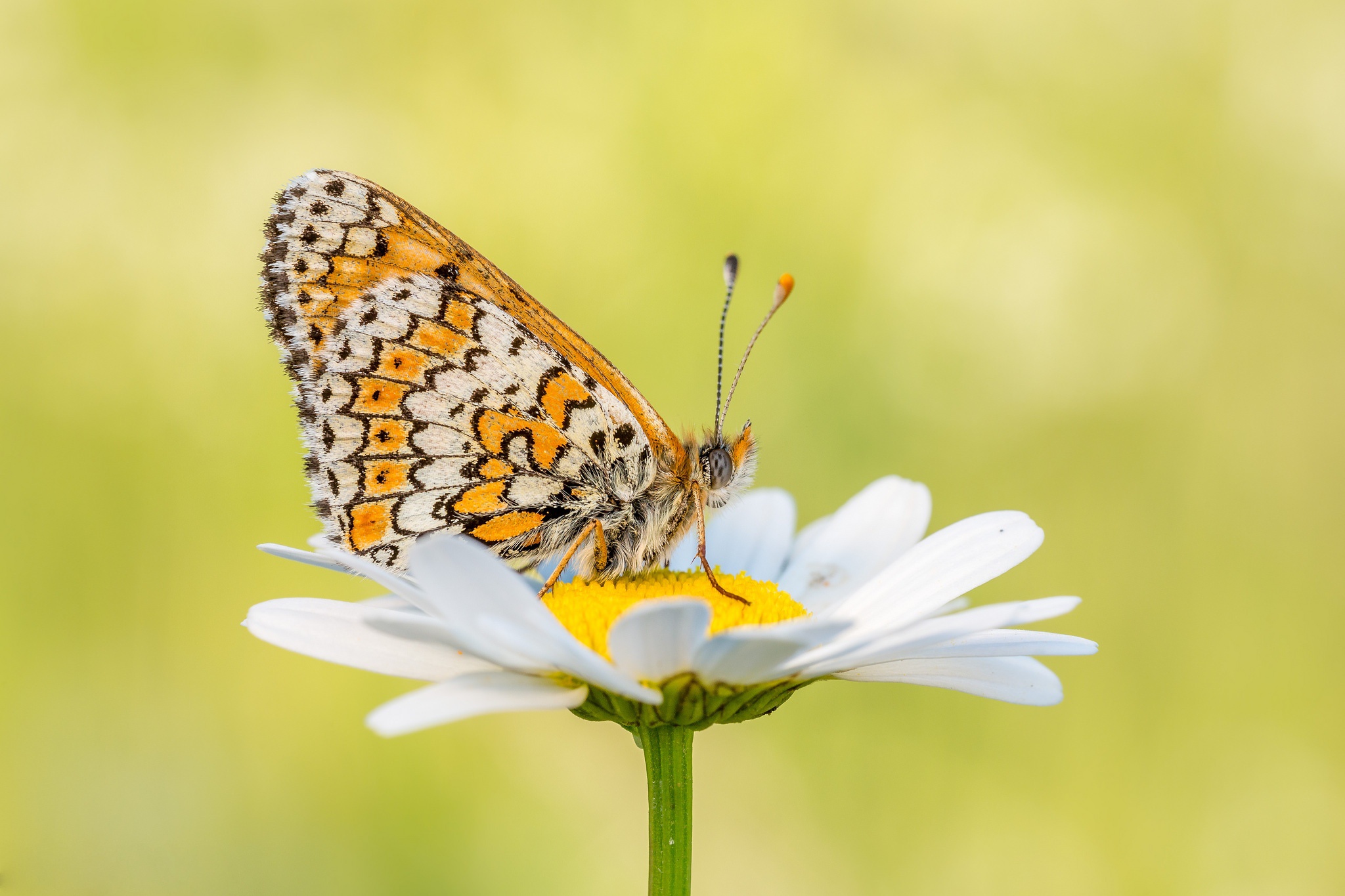 Descarga gratis la imagen Animales, Flor, Insecto, Mariposa, Macrofotografía en el escritorio de tu PC