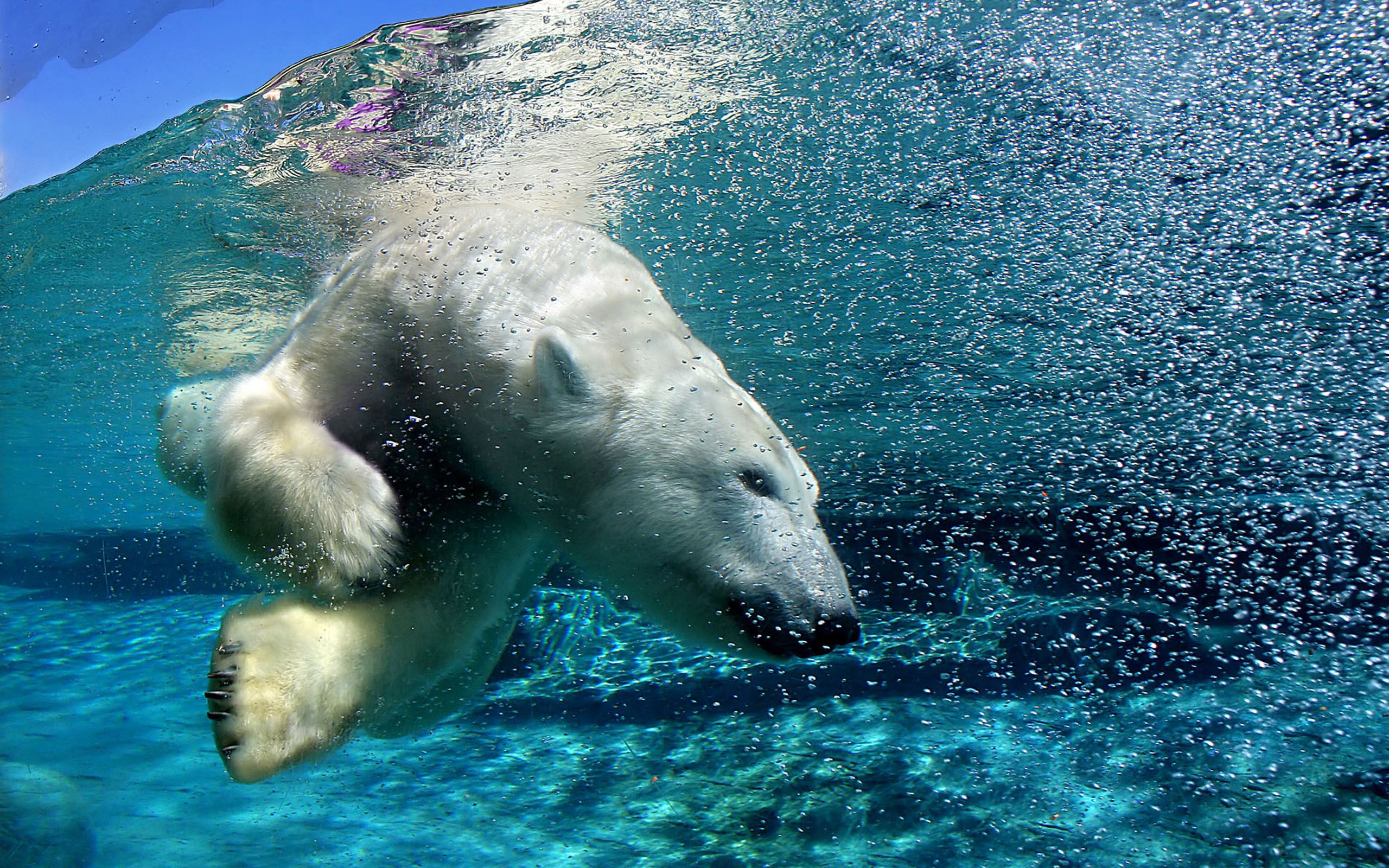 1437803 descargar imagen animales, oso polar: fondos de pantalla y protectores de pantalla gratis