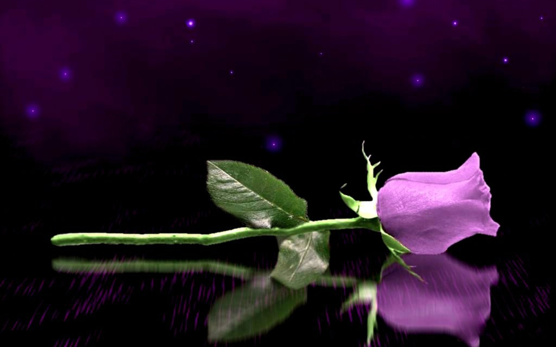 earth, rose, flower, purple flower, reflection, stem, flowers