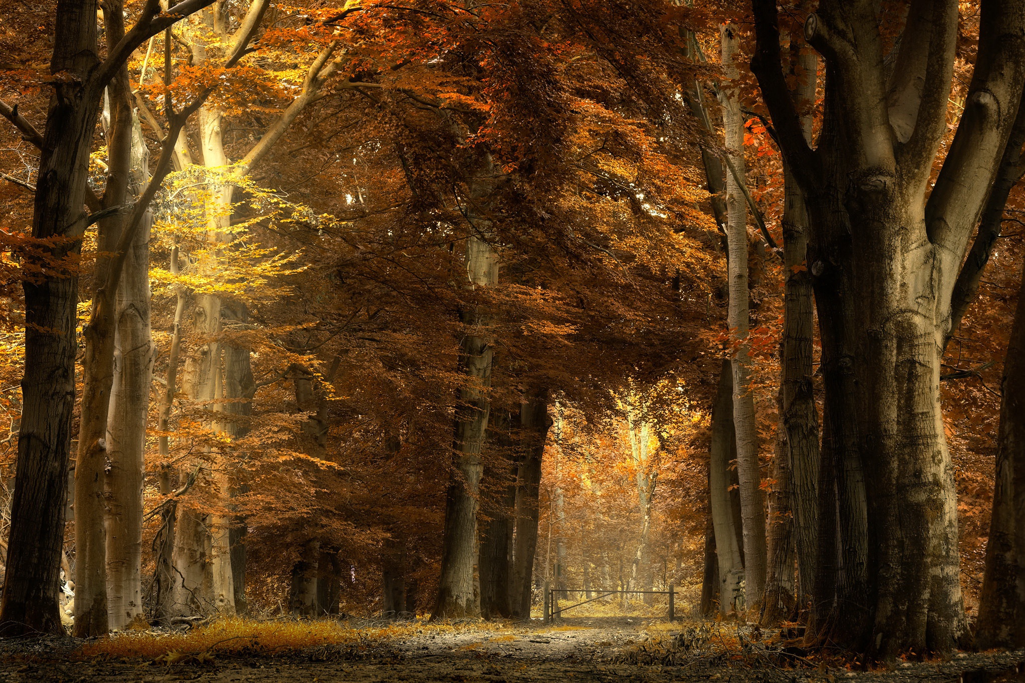 Handy-Wallpaper Natur, Herbst, Wald, Pfad, Menschengemacht kostenlos herunterladen.