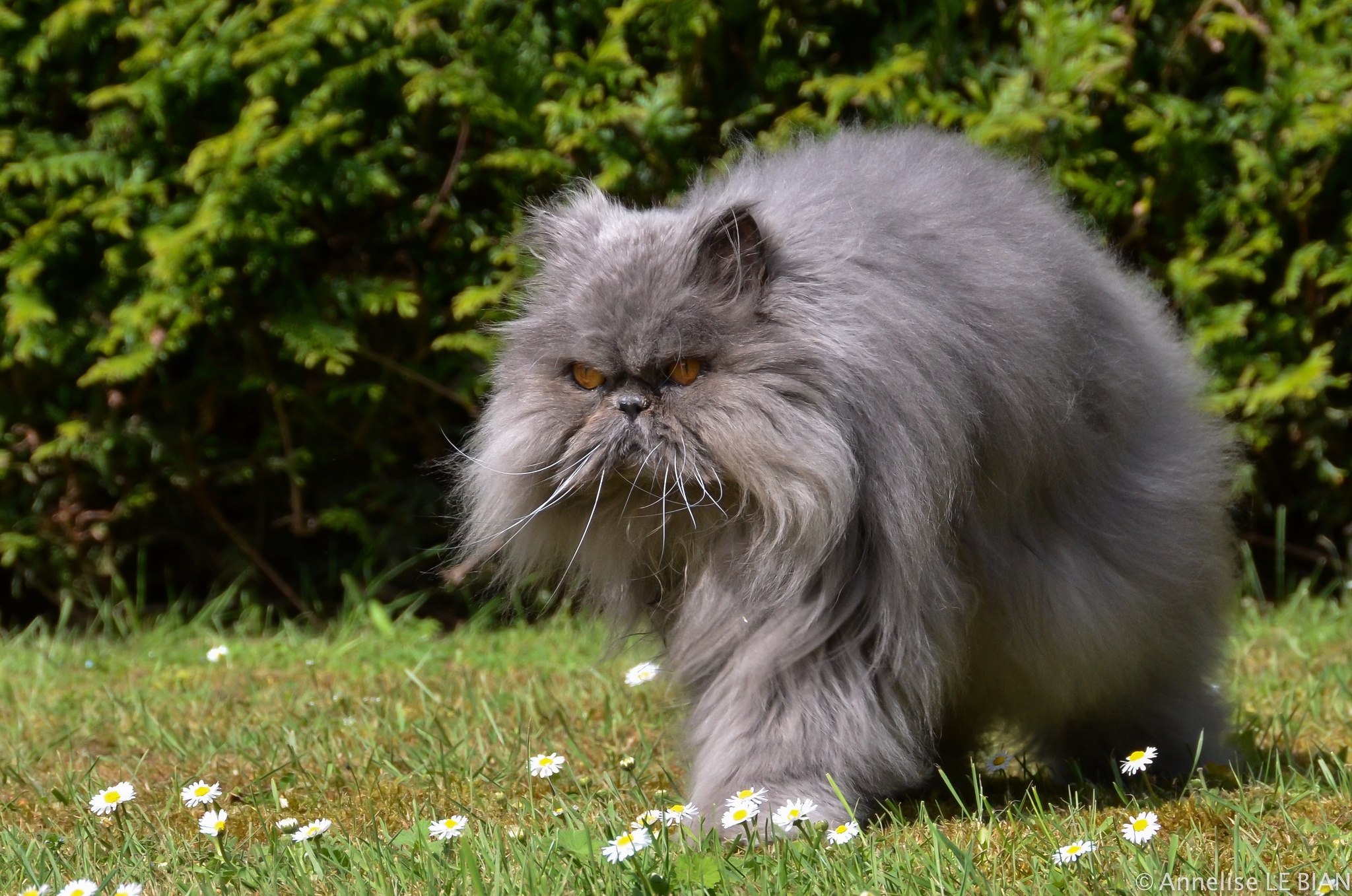 Handy-Wallpaper Tiere, Katzen, Katze kostenlos herunterladen.