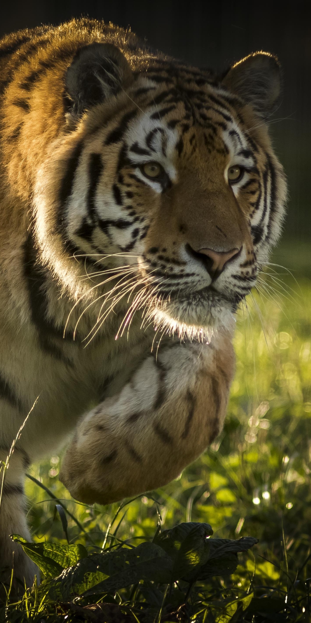 Téléchargez des papiers peints mobile Chats, Animaux, Tigre gratuitement.