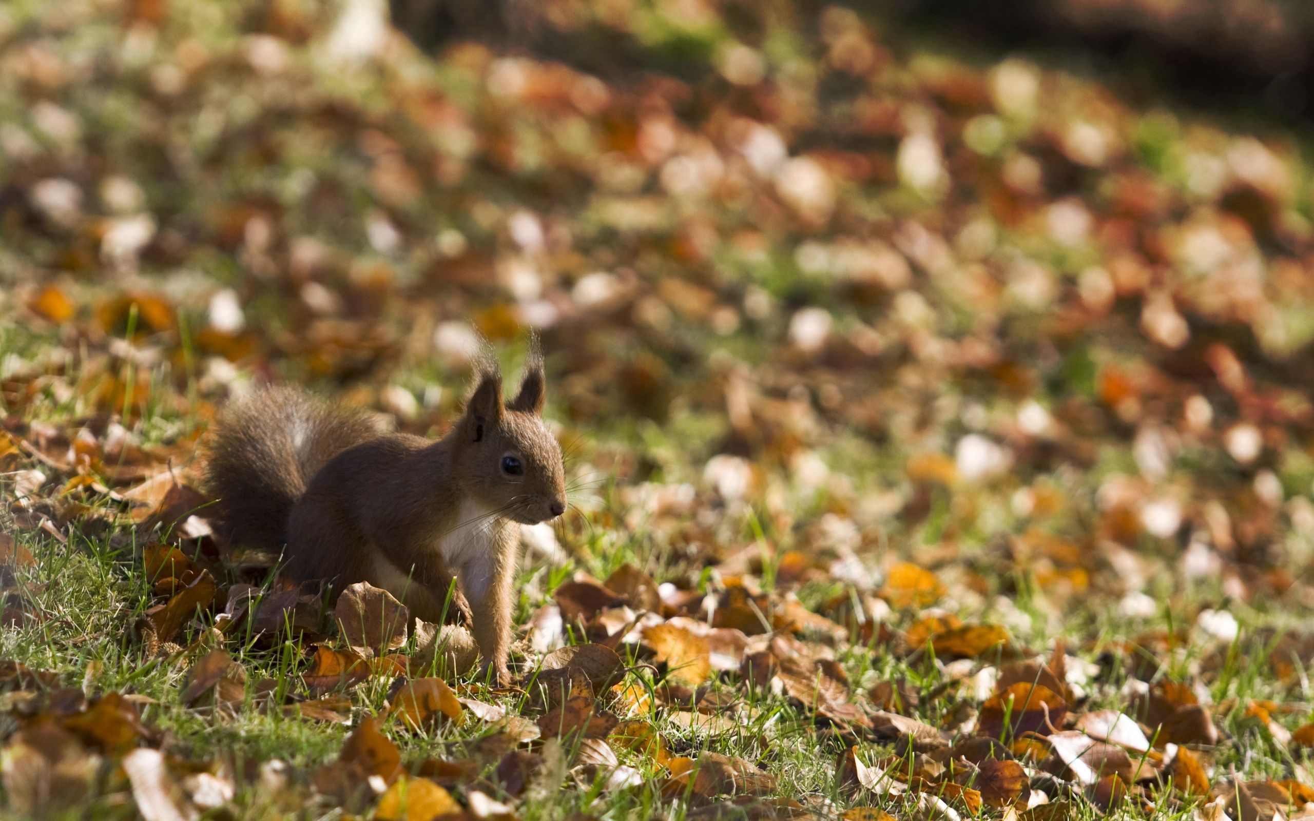 Download mobile wallpaper Grass, Animals, Stroll, Leaves, Autumn, Squirrel for free.