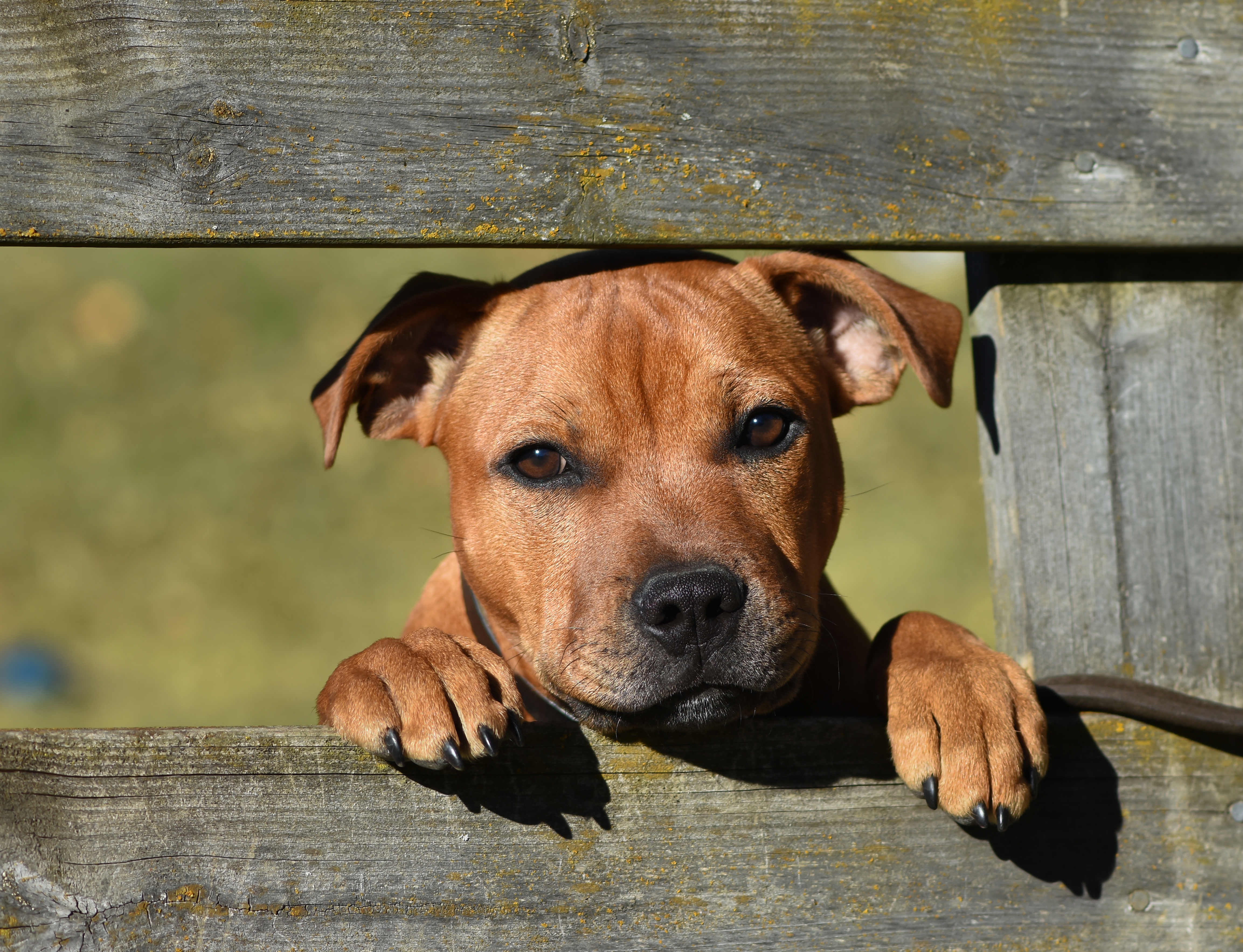 Laden Sie Staffordshire Bull Terrier HD-Desktop-Hintergründe herunter