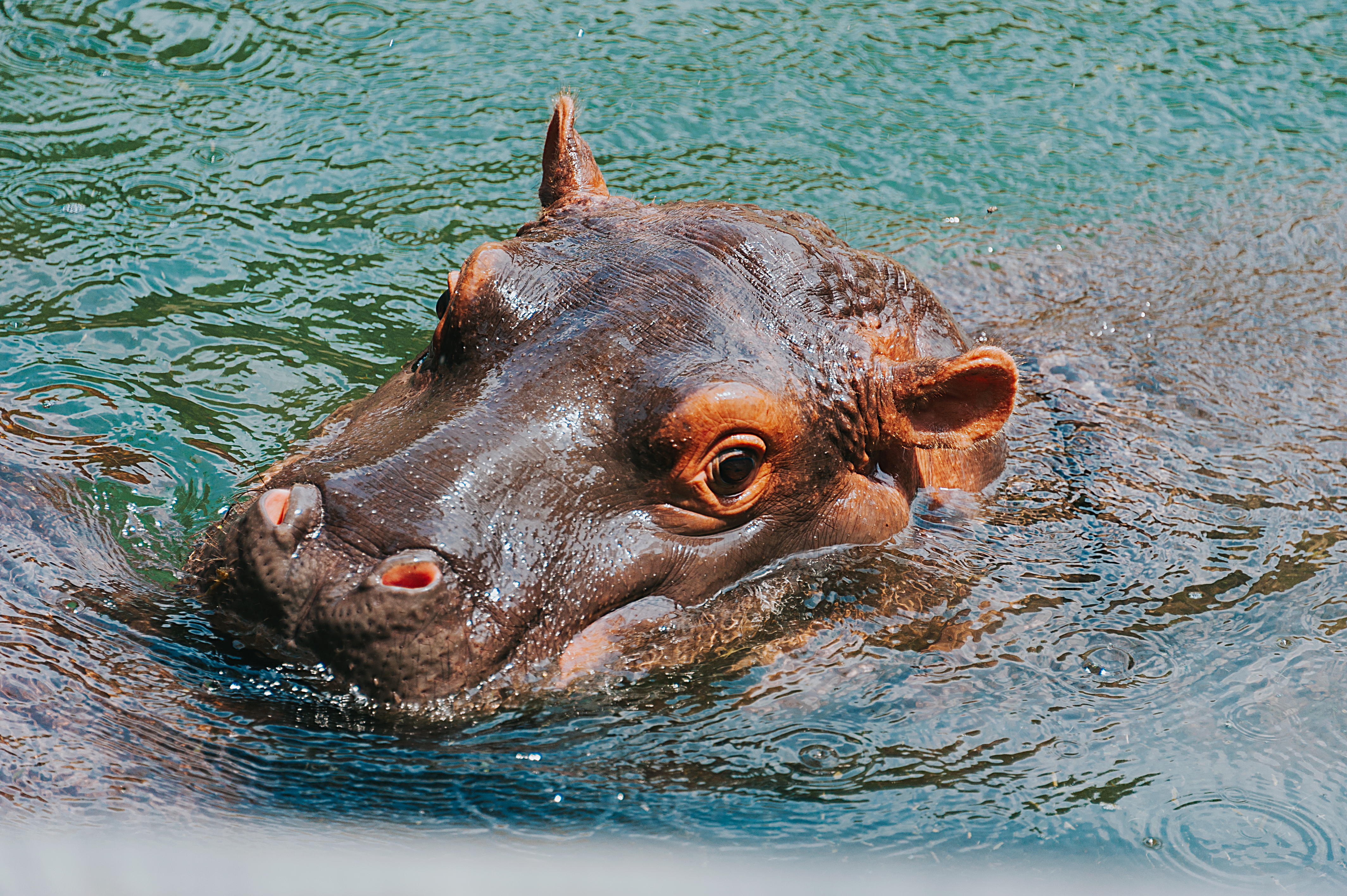 Descarga gratis la imagen Hipopótamo, Animales en el escritorio de tu PC
