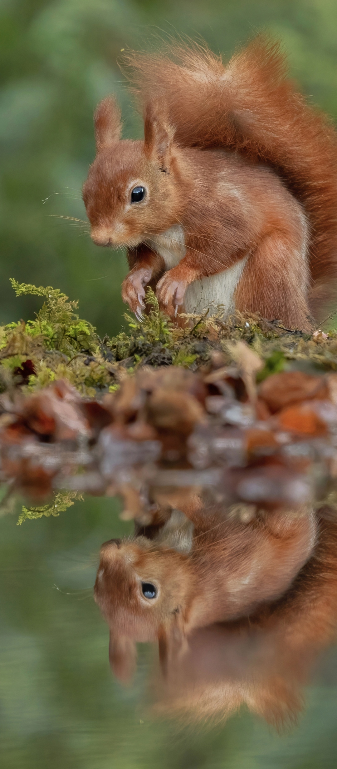 Download mobile wallpaper Squirrel, Reflection, Animal for free.