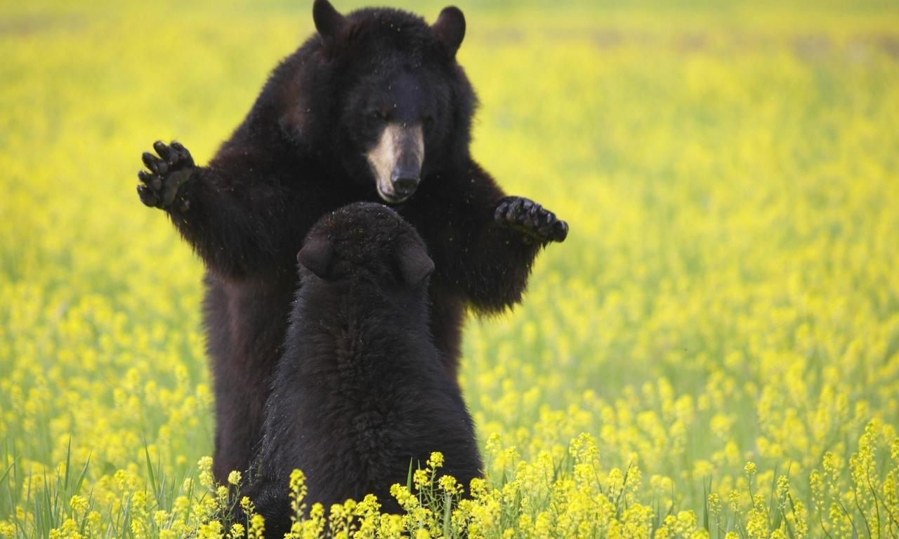 Download mobile wallpaper Flower, Bear, Animal for free.