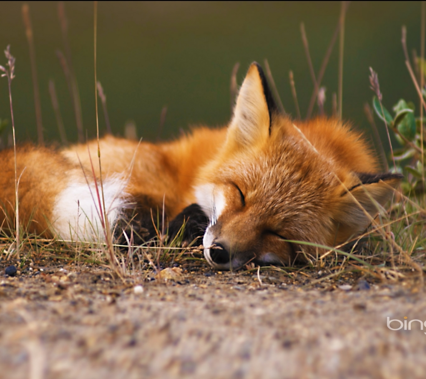 Téléchargez gratuitement l'image Animaux, Renard sur le bureau de votre PC