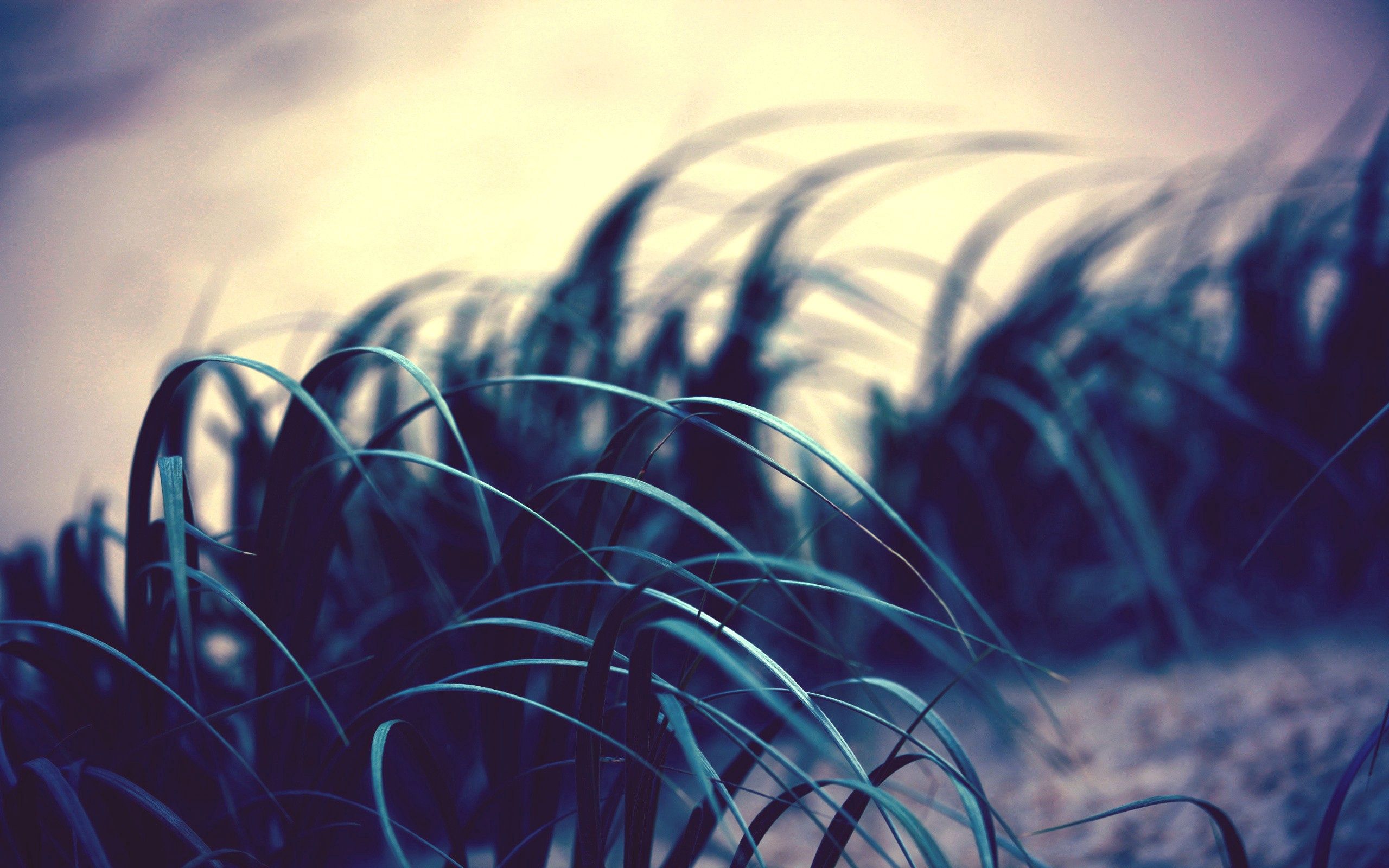 Free download wallpaper Grass, Leaves, Macro, Shadow, Wind on your PC desktop