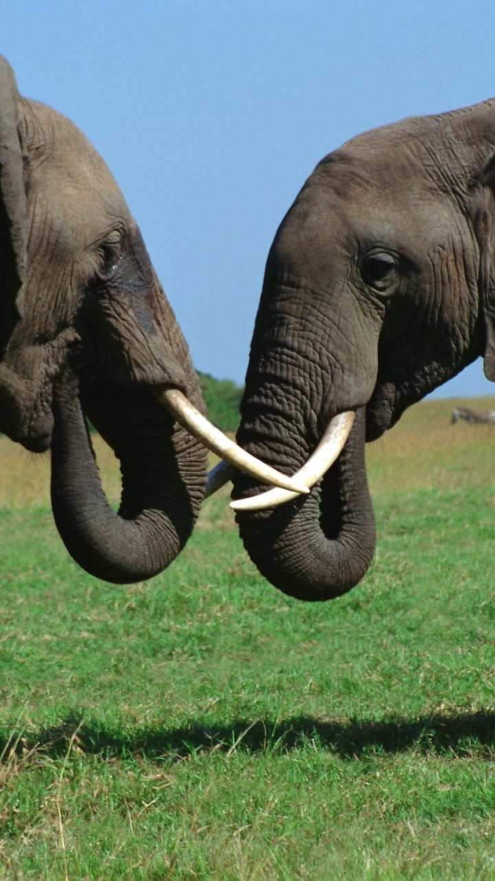 Téléchargez des papiers peints mobile Éléphant De Savane D'afrique, Éléphants, Animaux gratuitement.