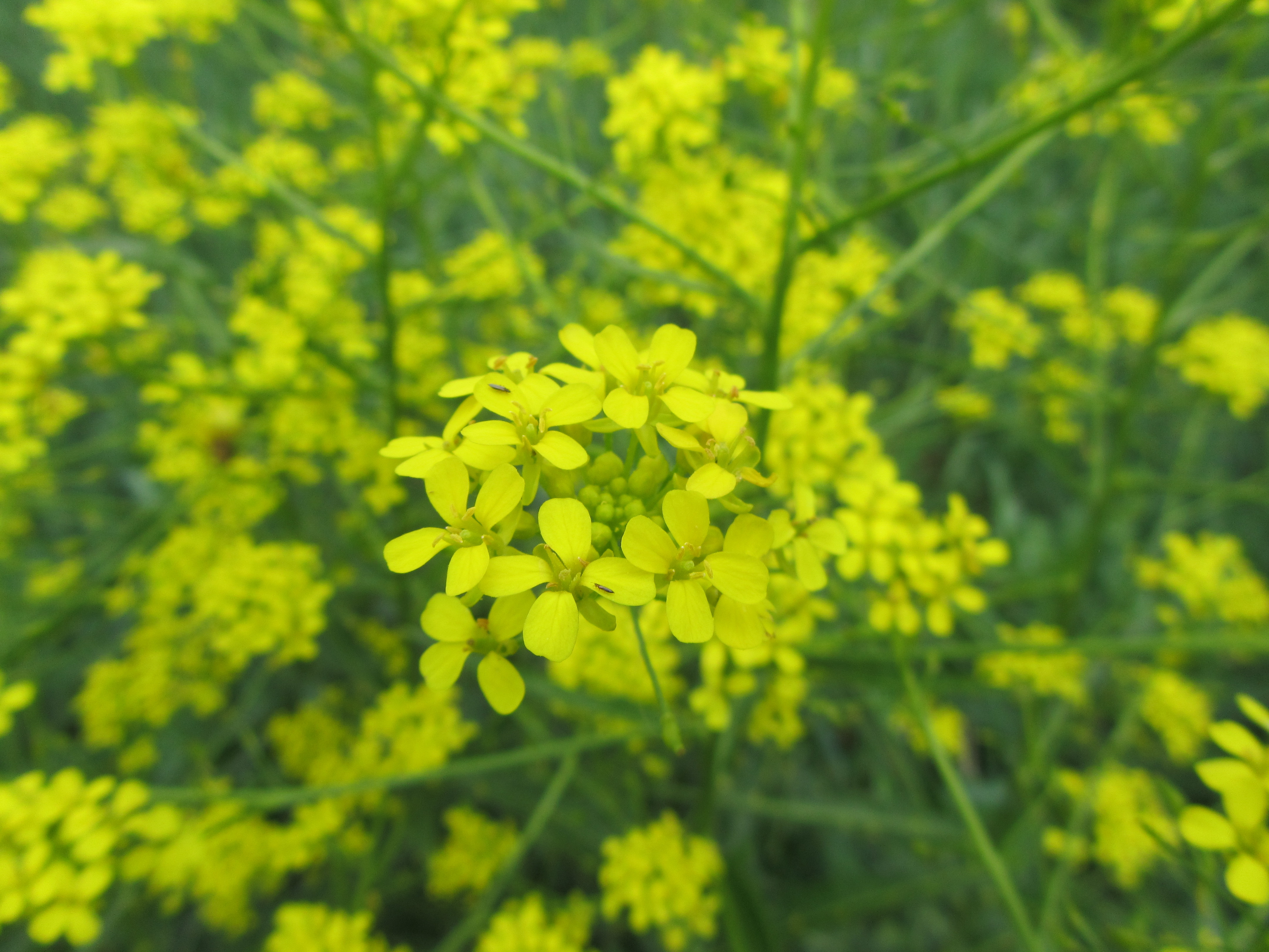 Descarga gratis la imagen Flores, Flor, Tierra/naturaleza en el escritorio de tu PC