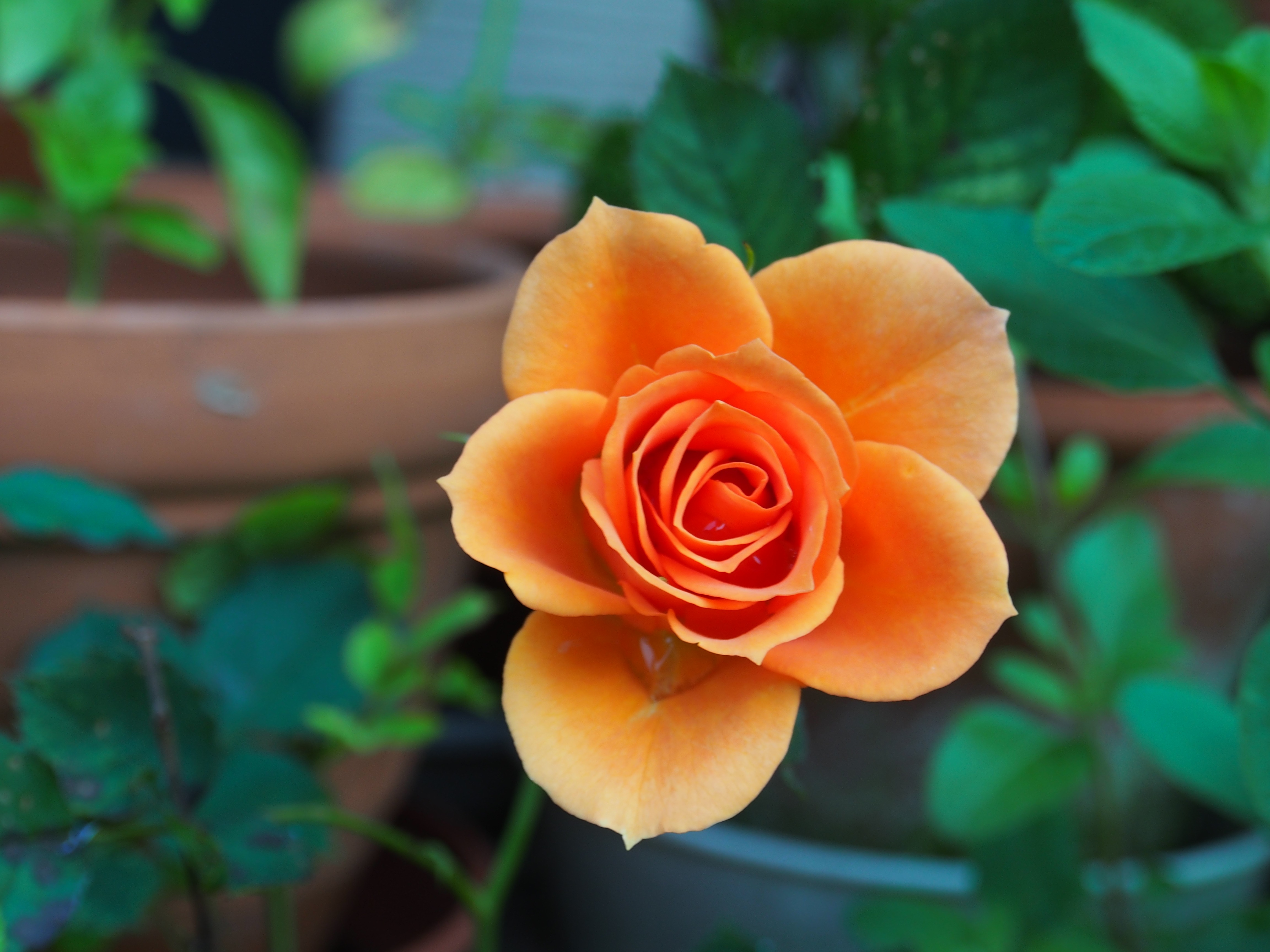 Free download wallpaper Bud, Rose, Macro, Petals, Flowers, Rose Flower on your PC desktop