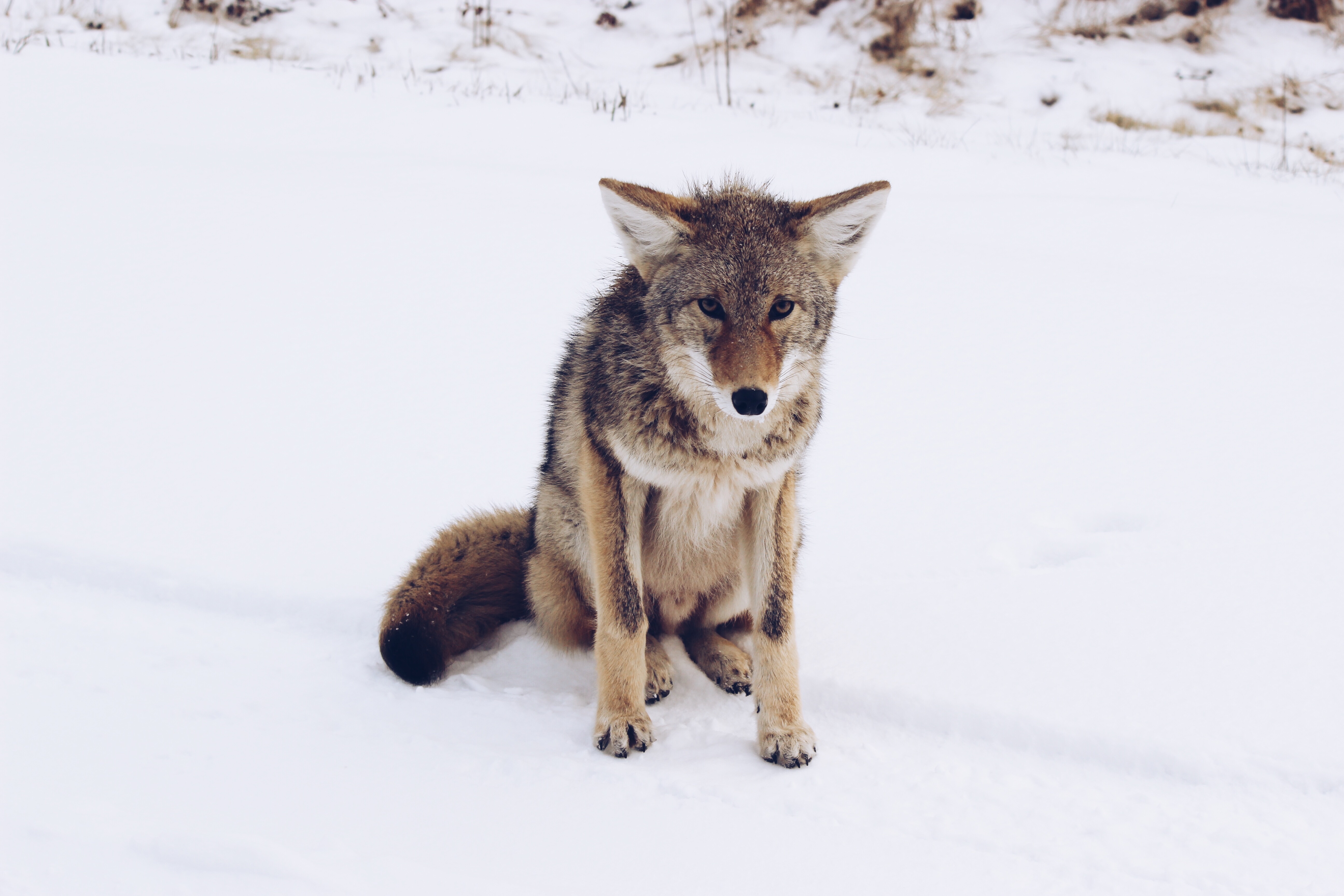 Free download wallpaper Animals, Snow, Predator, Grey Fox, Gray Fox on your PC desktop