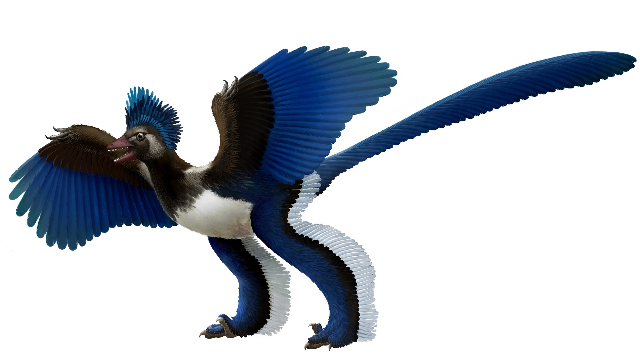 601101 Hintergrundbild herunterladen tiere, archaeopteryx - Bildschirmschoner und Bilder kostenlos