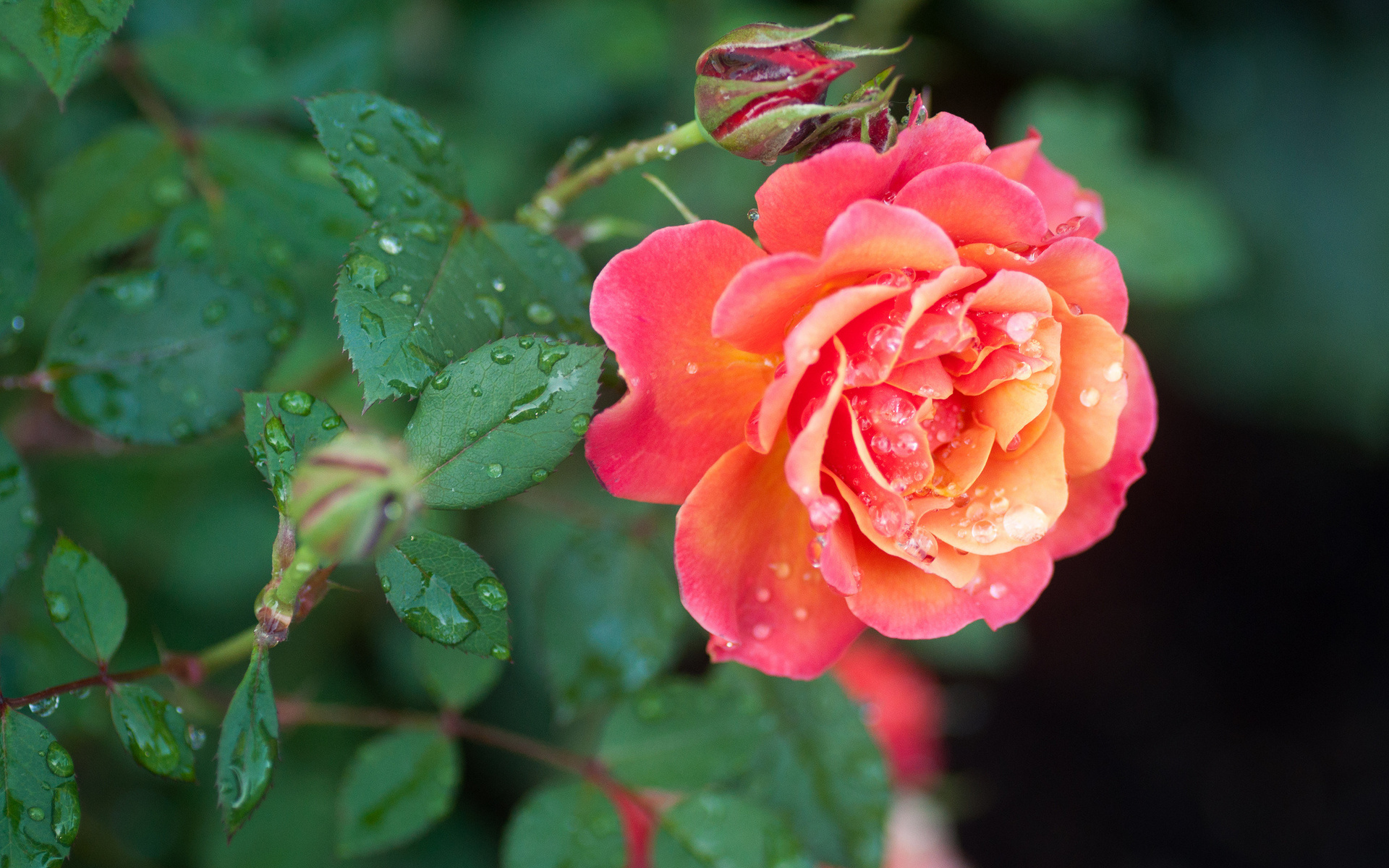 Téléchargez gratuitement l'image Fleurs, Rose, Terre/nature sur le bureau de votre PC