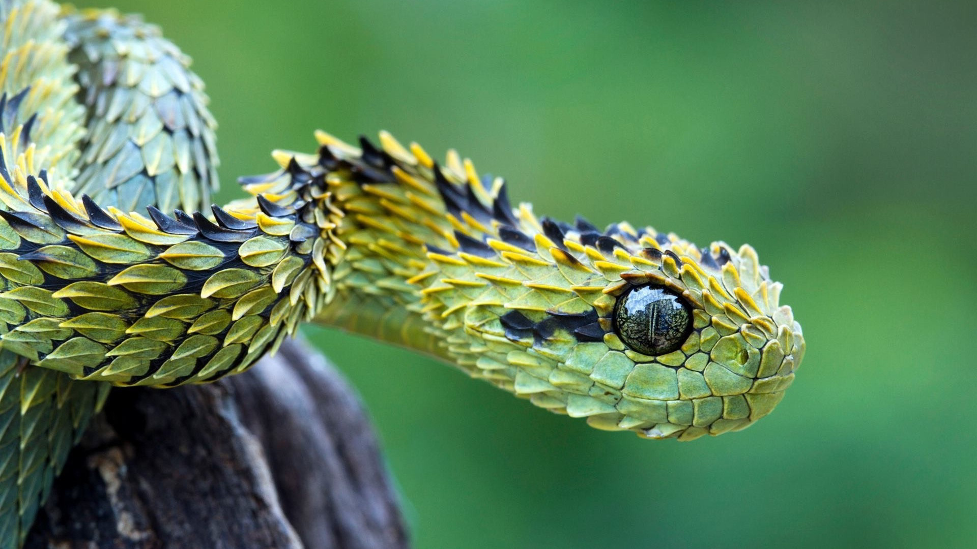 Download mobile wallpaper Animal, Snake, Viper for free.
