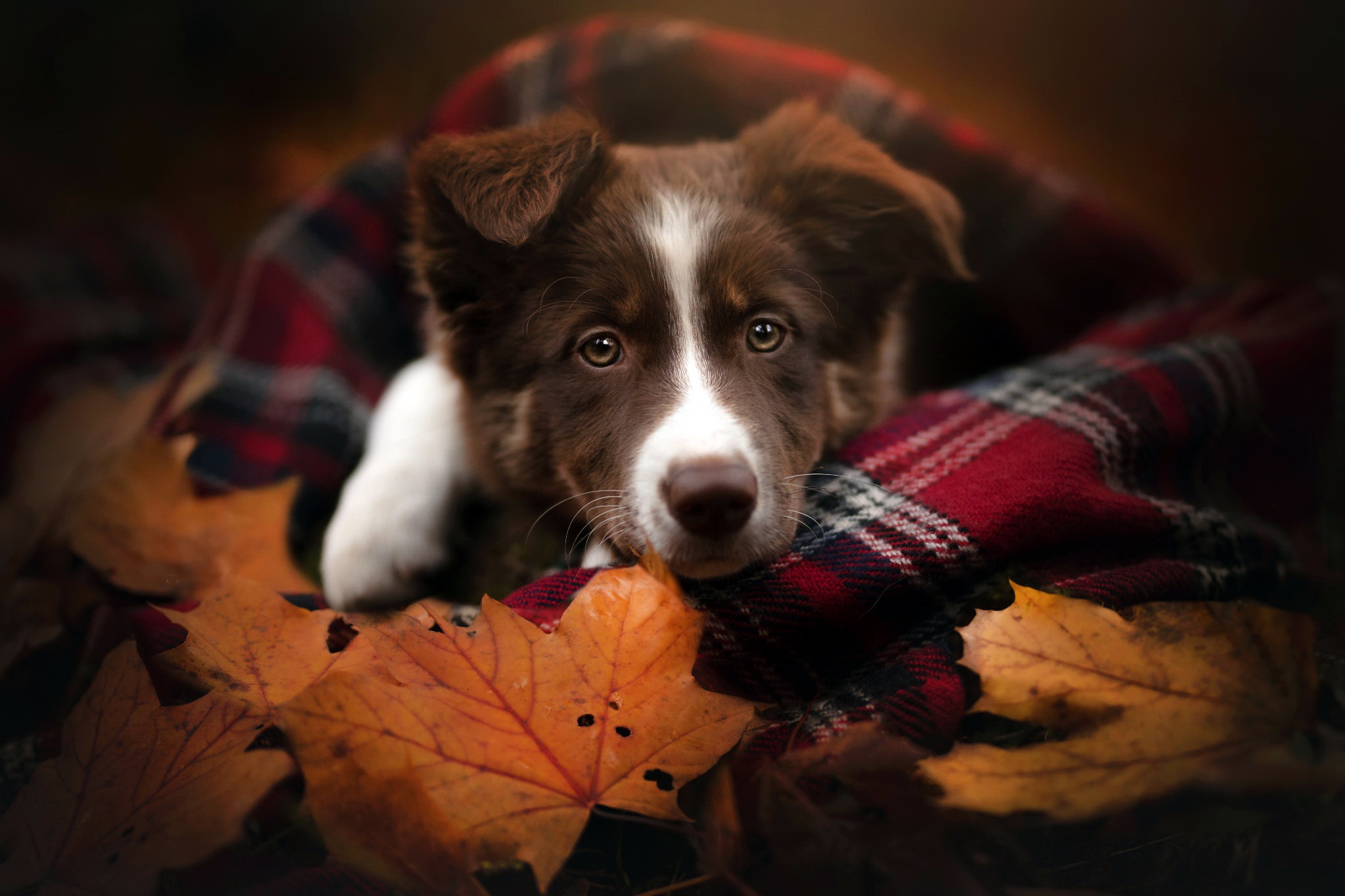 Download mobile wallpaper Dogs, Dog, Leaf, Animal, Border Collie, Baby Animal for free.