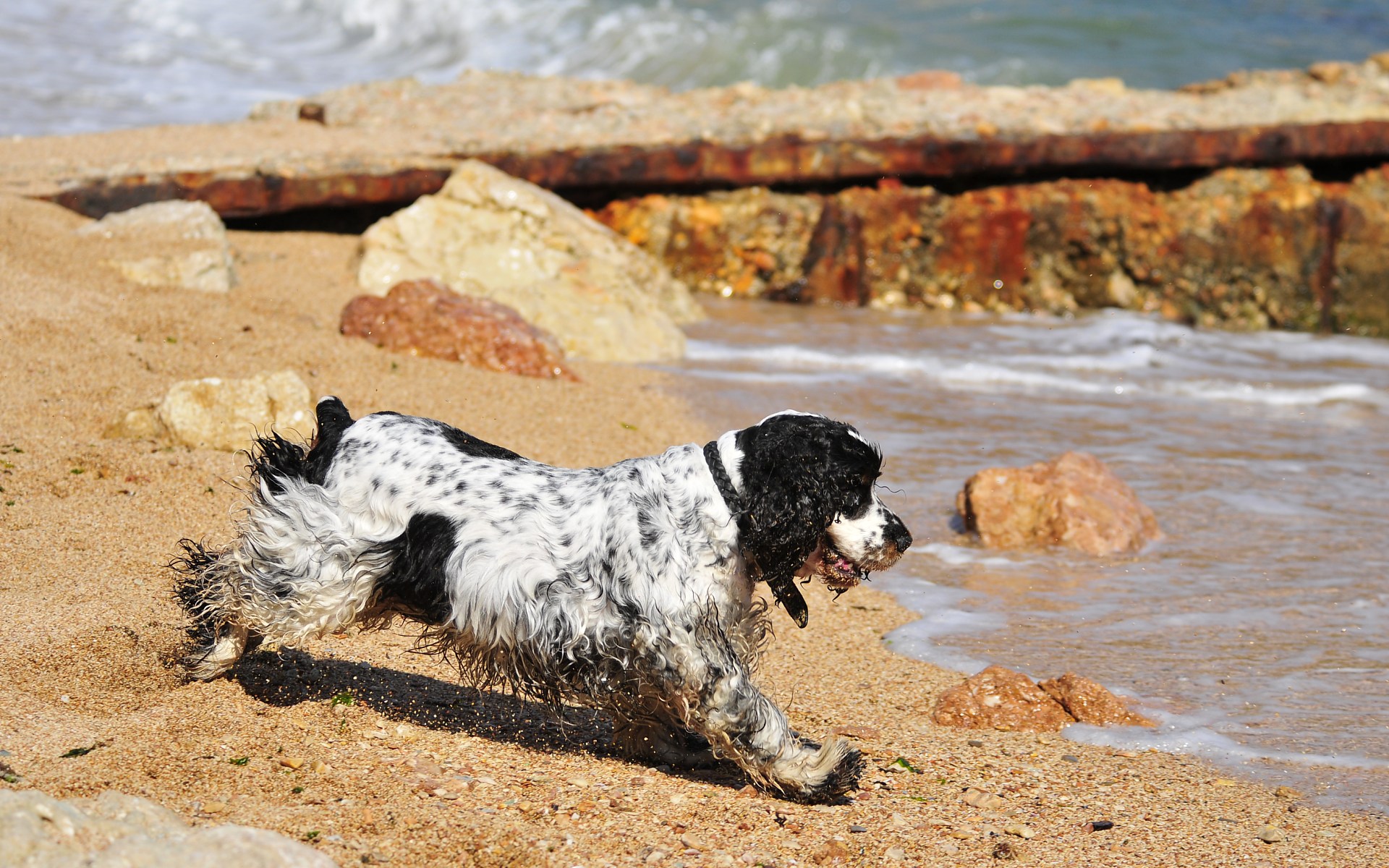 Handy-Wallpaper Tiere, Hunde, Hund kostenlos herunterladen.