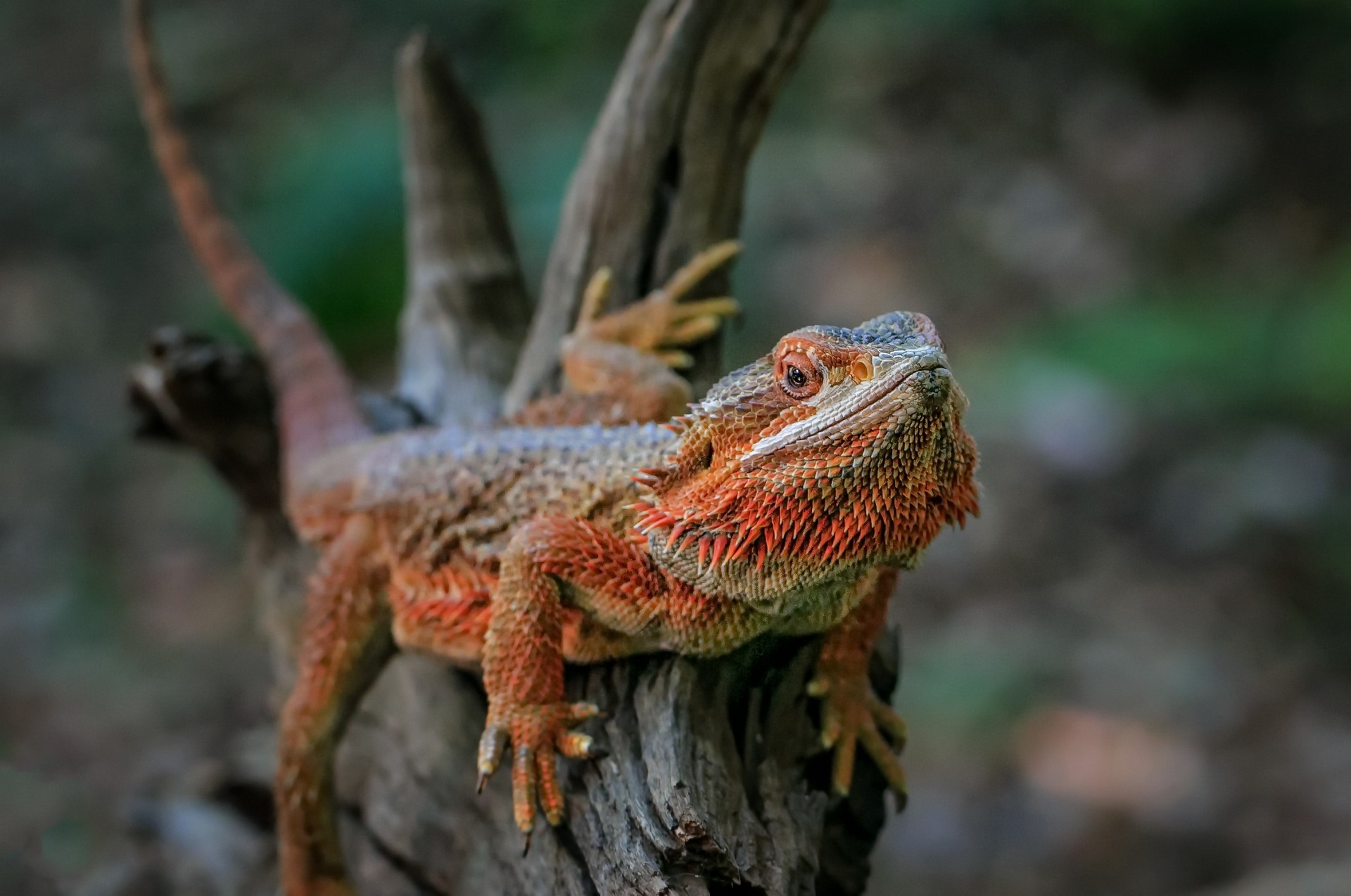 395030 descargar imagen animales, dragon barbudo, lagarto, reptiles: fondos de pantalla y protectores de pantalla gratis