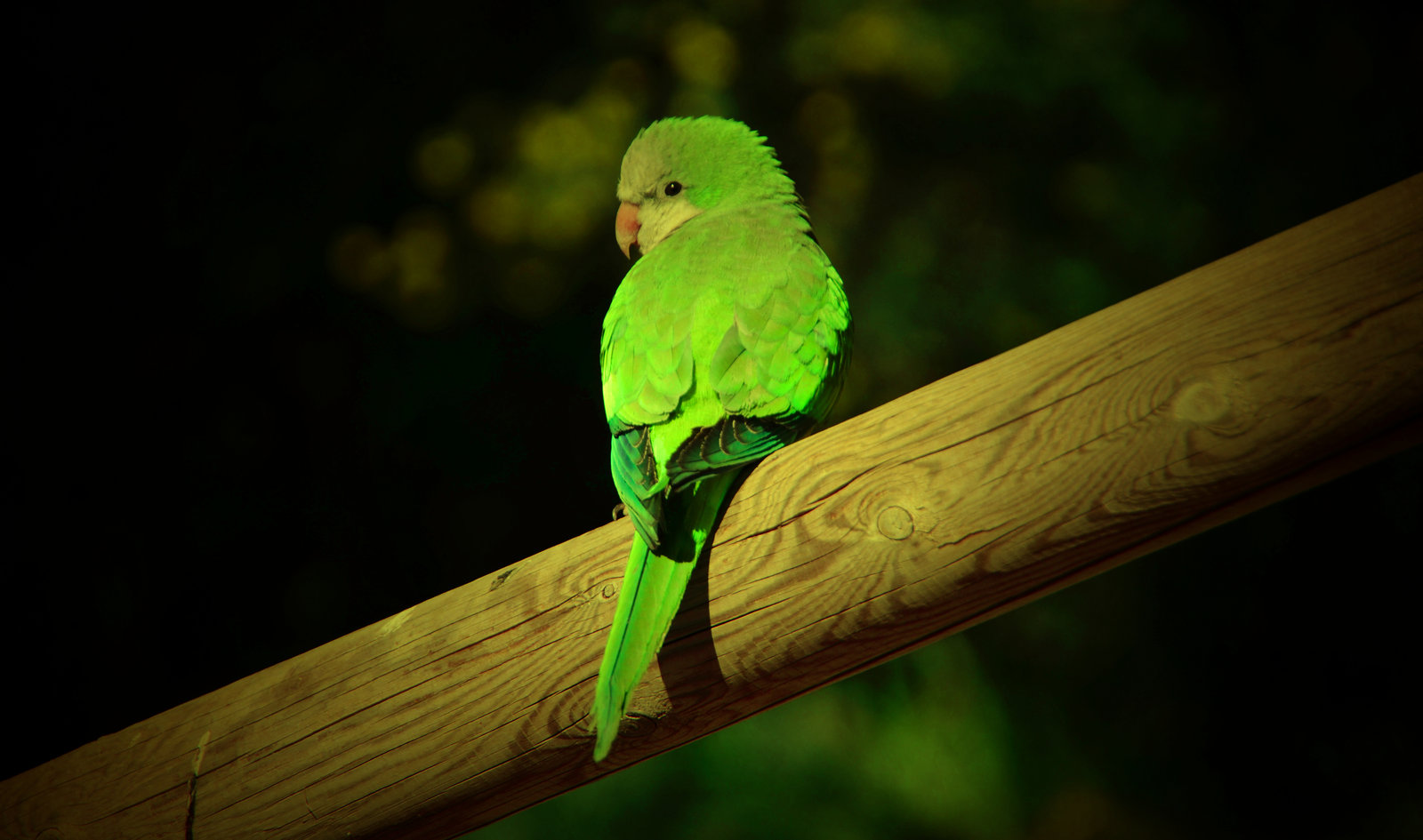 Baixar papel de parede para celular de Papagaio, Pássaro, Aves, Animais gratuito.