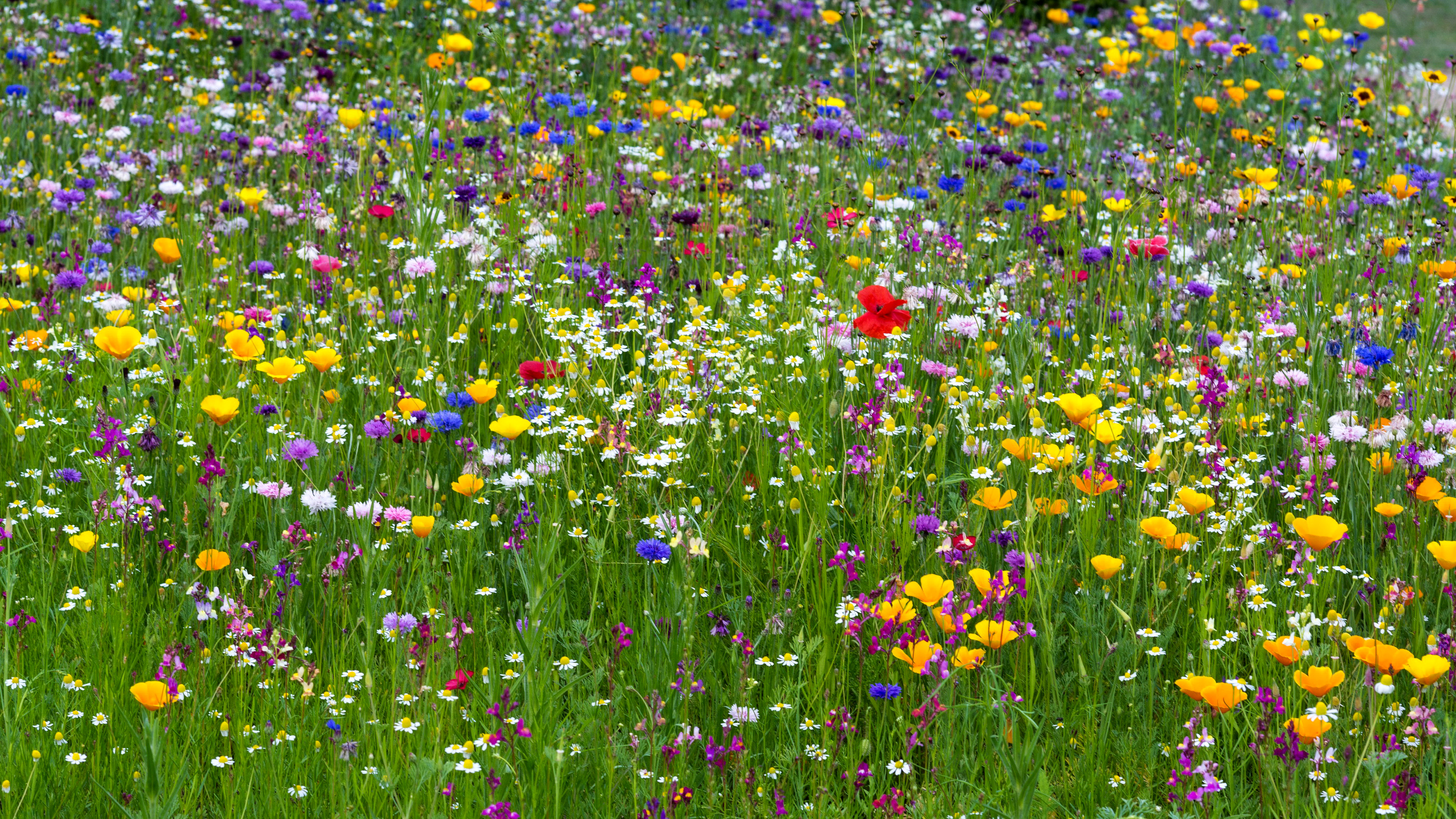 Free download wallpaper Nature, Flower, Earth, Meadow on your PC desktop