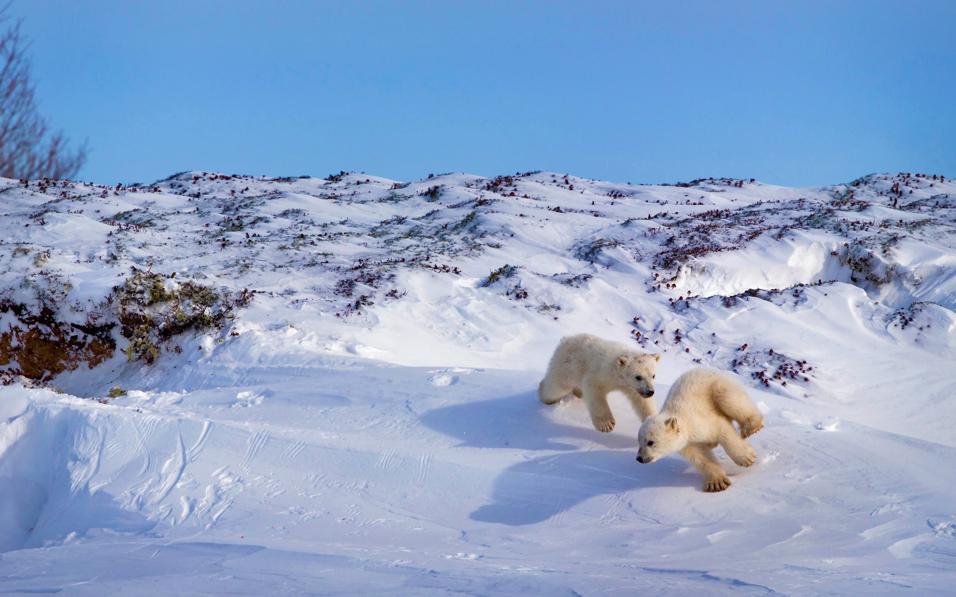 Free download wallpaper Snow, Bears, Animal, Polar Bear on your PC desktop