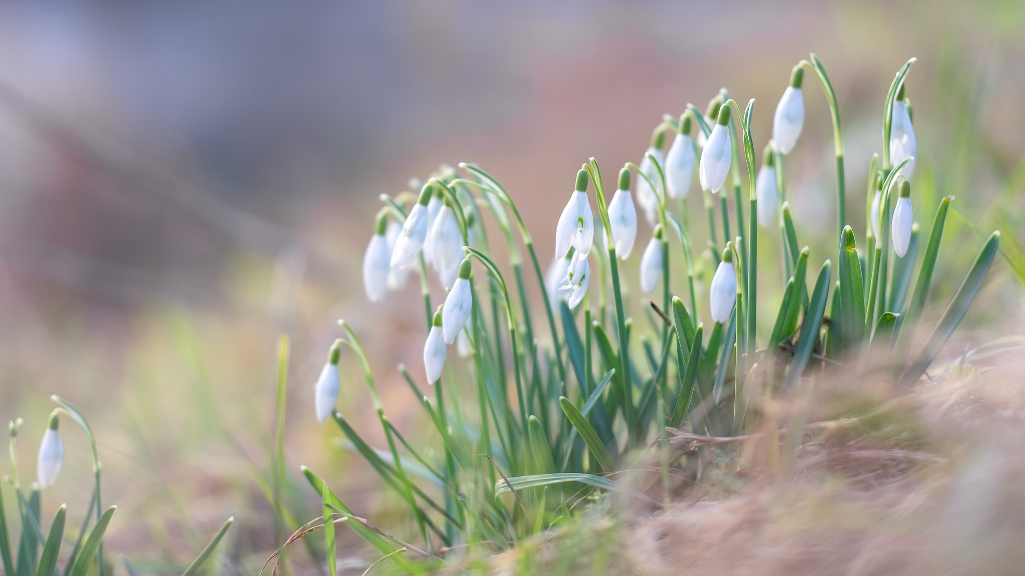 Download mobile wallpaper Flowers, Flower, Earth, Spring, Snowdrop, White Flower for free.