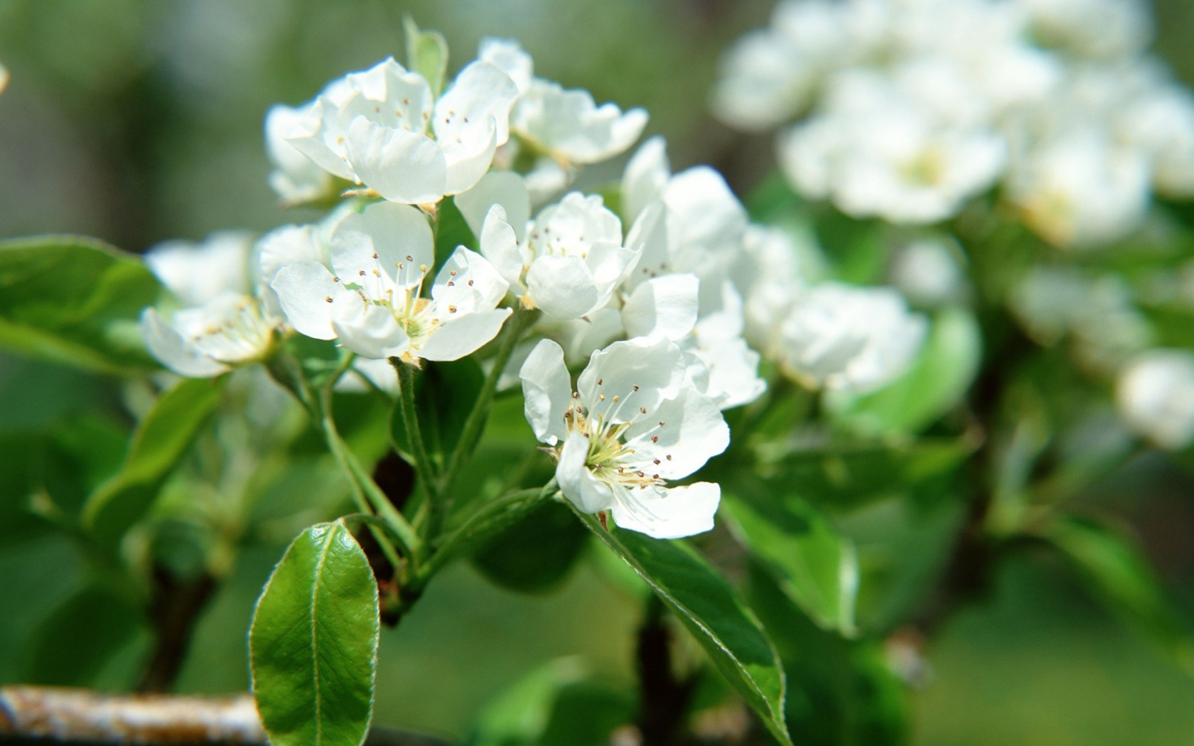 Descarga gratis la imagen Flores, Flor, Florecer, Tierra/naturaleza en el escritorio de tu PC