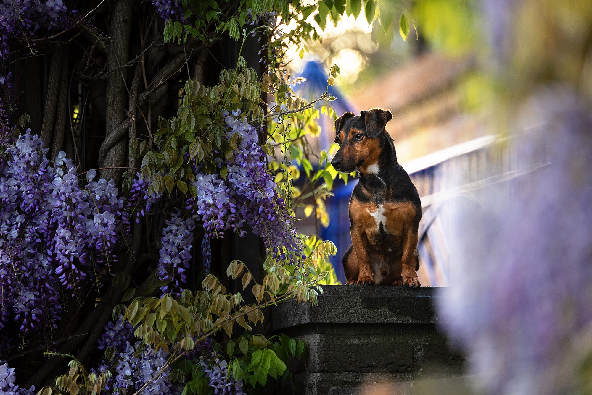 Free download wallpaper Dogs, Animal, Jack Russell Terrier, Wisteria on your PC desktop