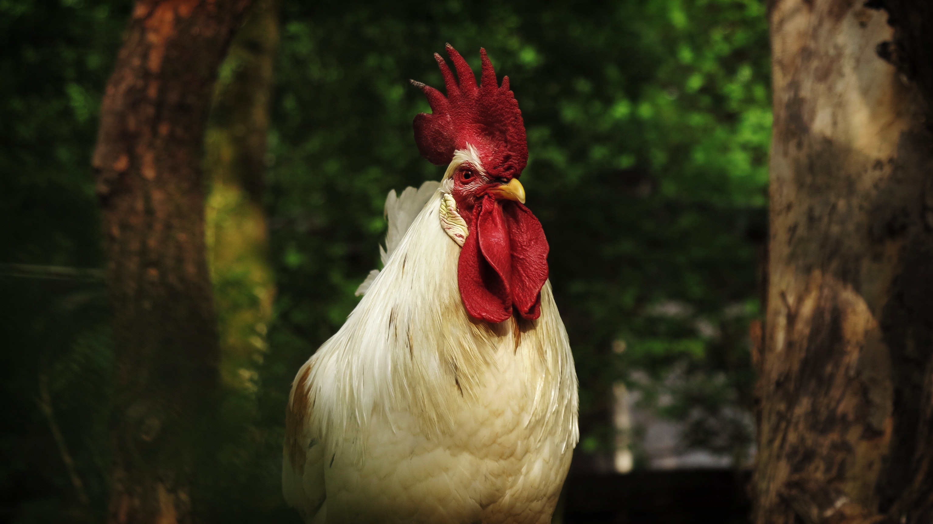 Free download wallpaper Birds, Bird, Animal, Rooster on your PC desktop
