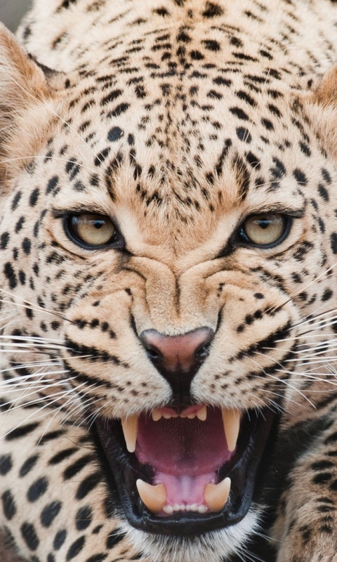 Download mobile wallpaper Cats, Leopard, Animal for free.