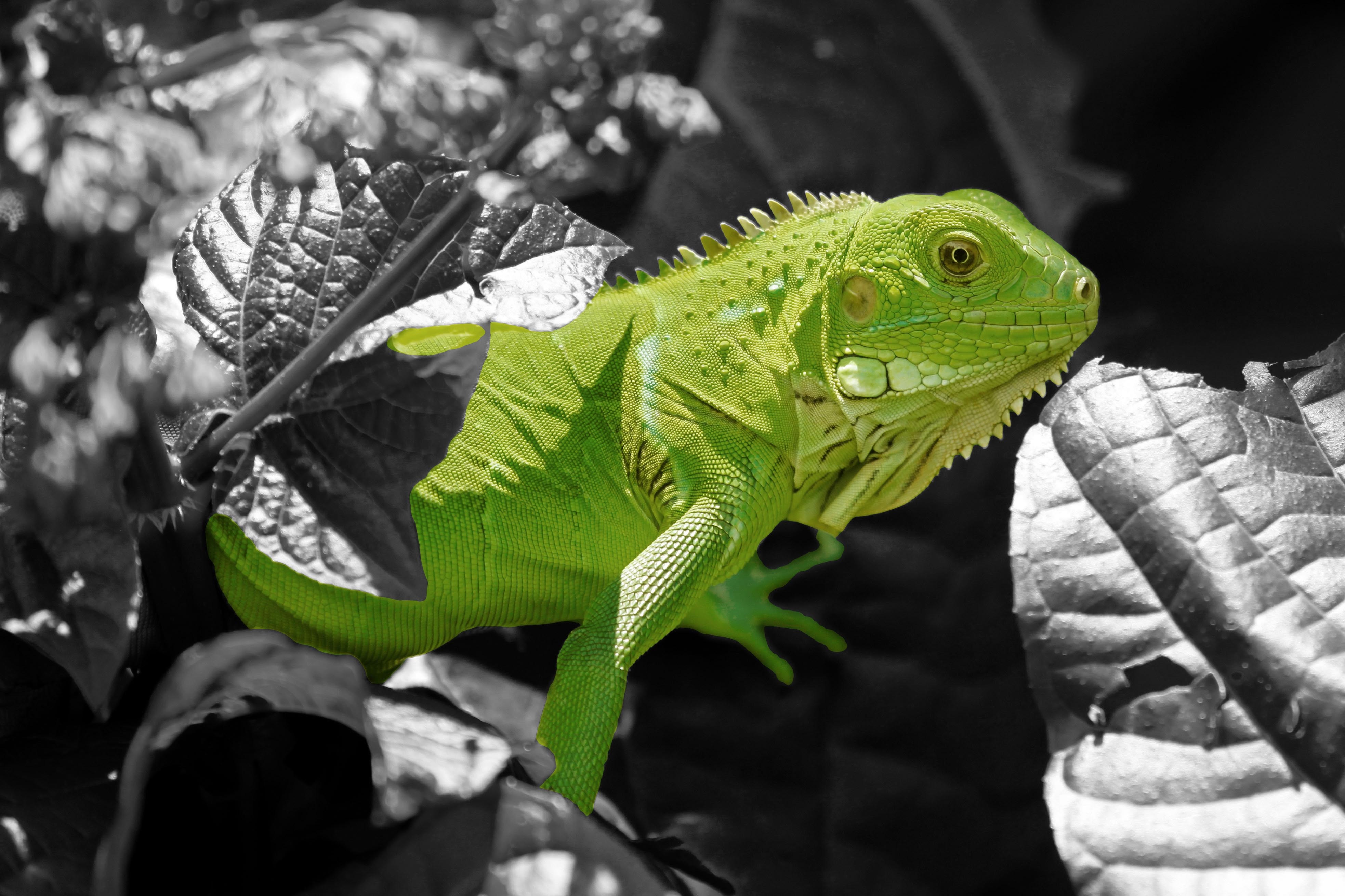 無料モバイル壁紙動物, 葉, トカゲ, 爬虫類, イグアナ, 選択的な色をダウンロードします。