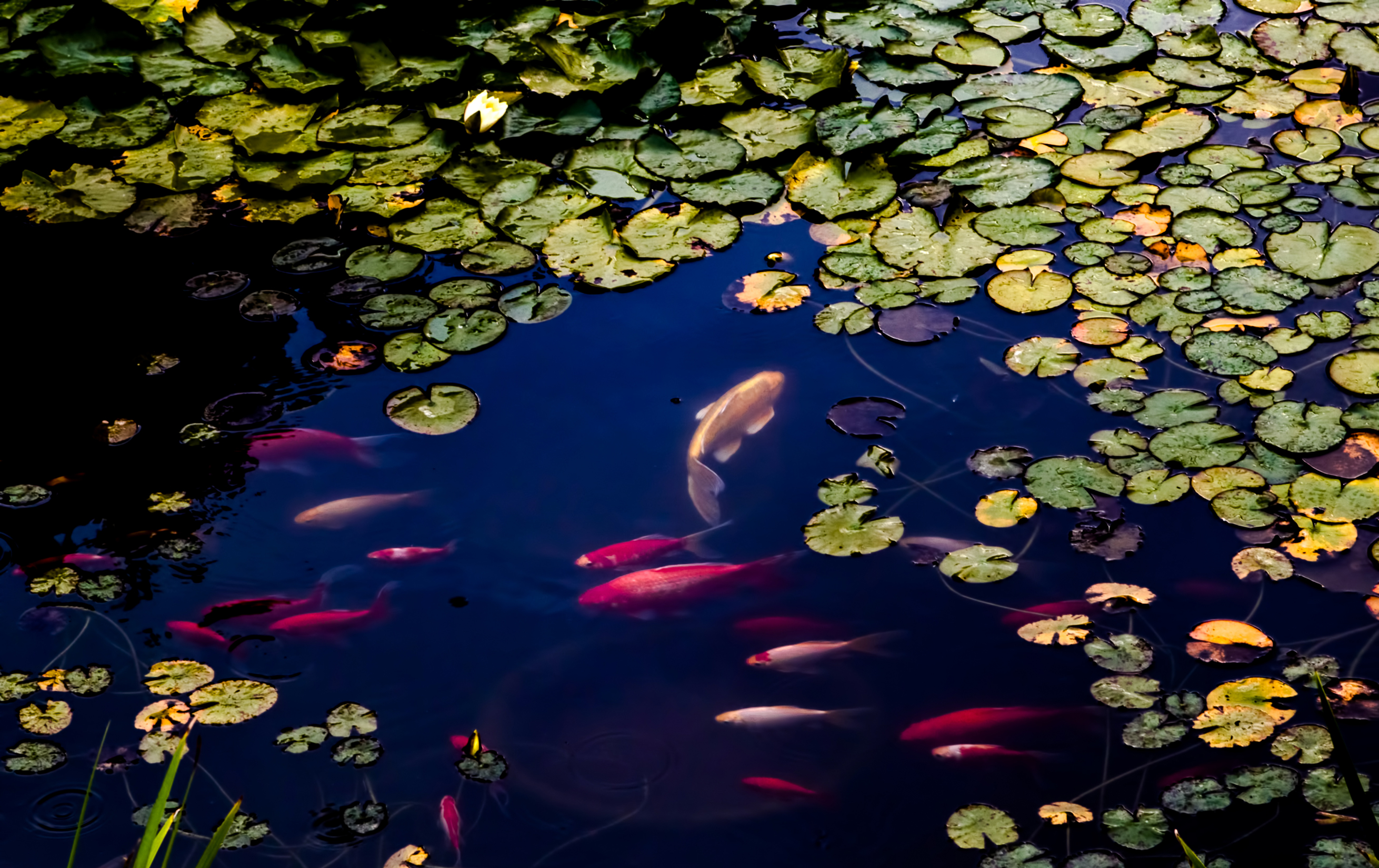 Download mobile wallpaper Fishes, Animal, Pond, Fish, Koi for free.