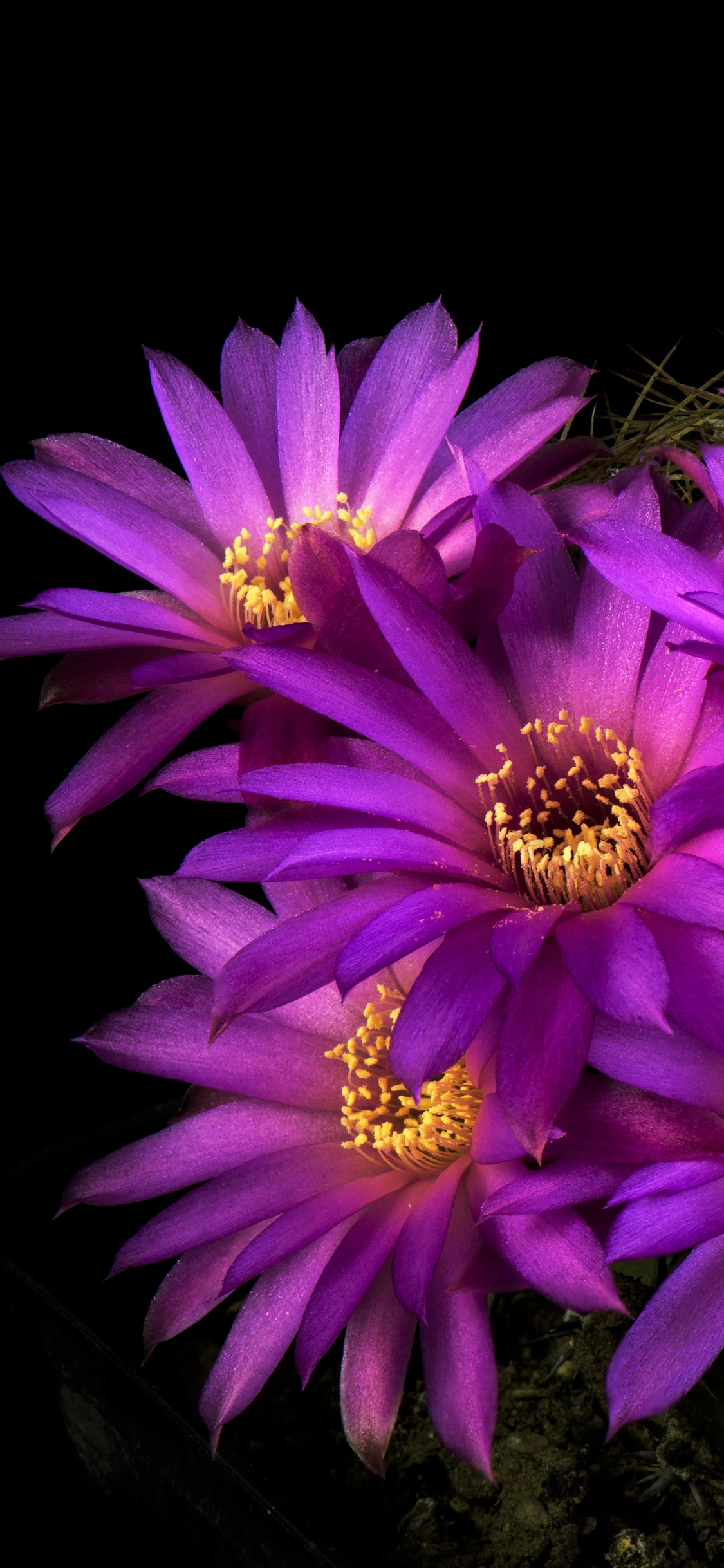 Download mobile wallpaper Flowers, Flower, Earth, Cactus, Purple Flower for free.