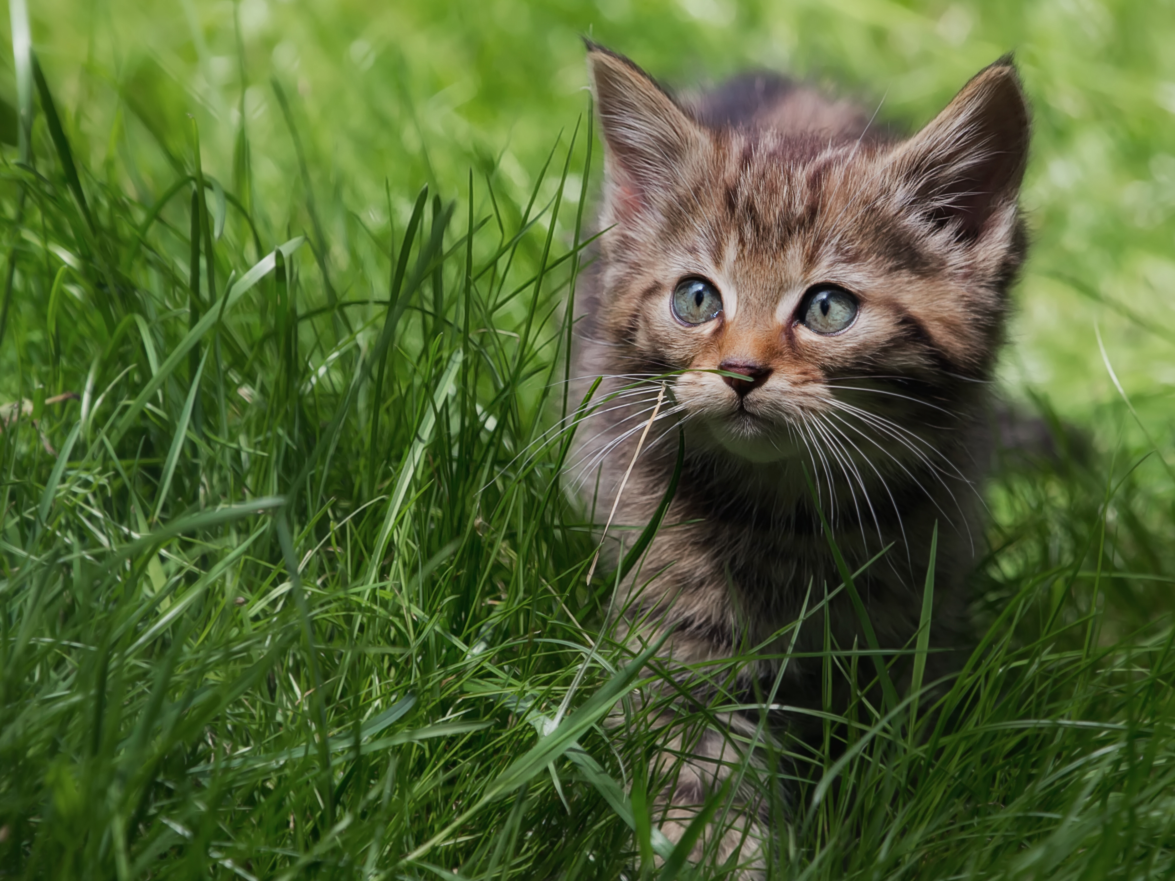 Download mobile wallpaper Cats, Grass, Cat, Kitten, Animal, Cute, Baby Animal for free.